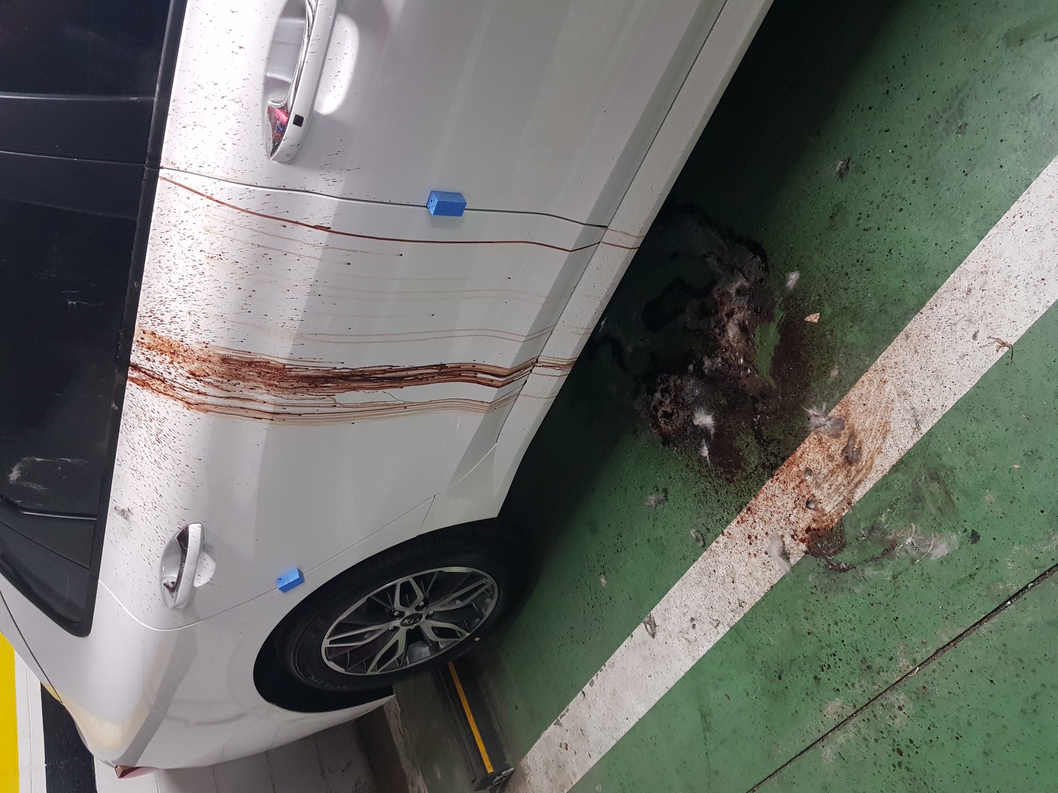 길고양이가 살해됐습니다.
