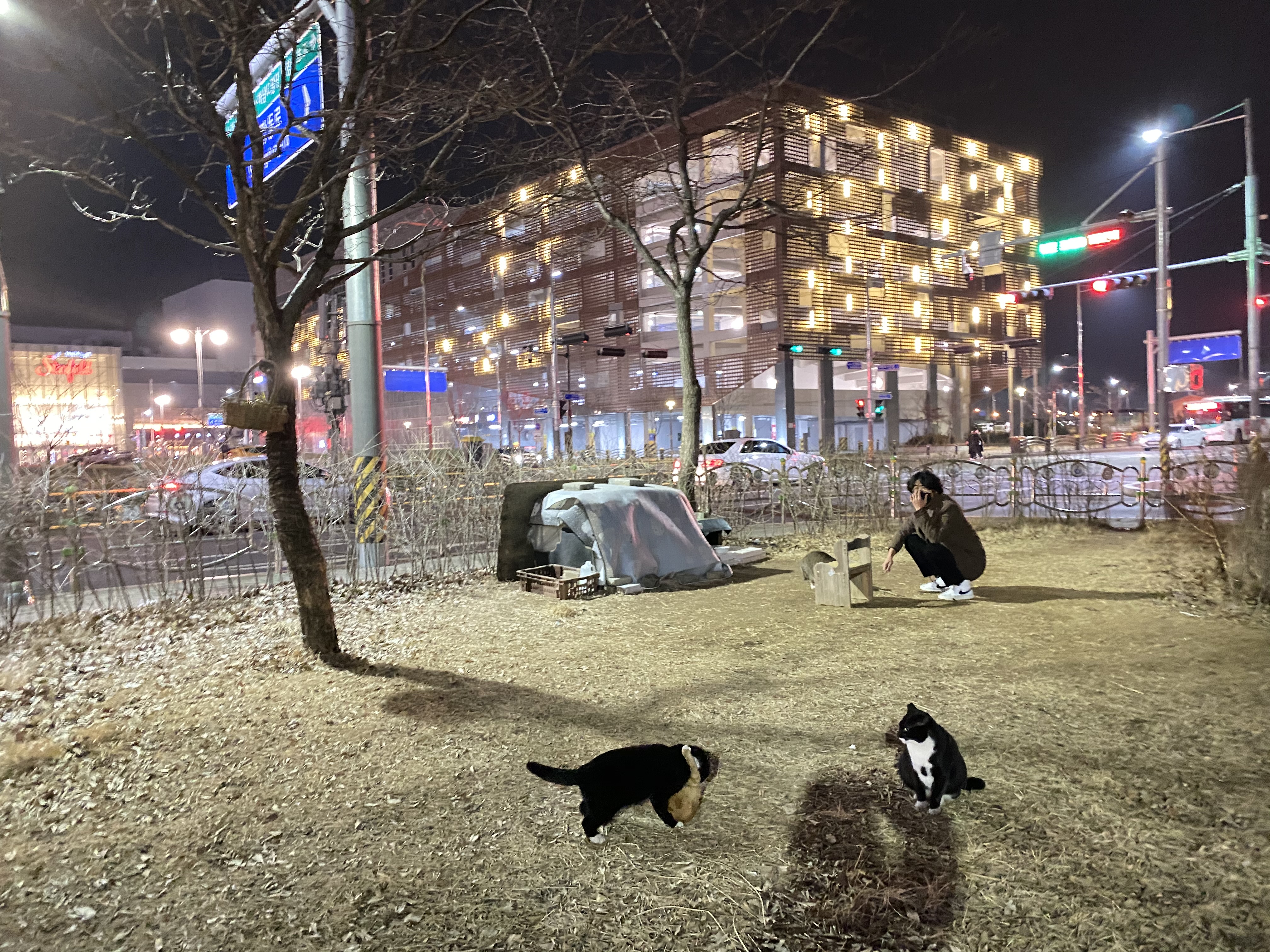 하남시 신장동 고양이 공원을 지켜주세요