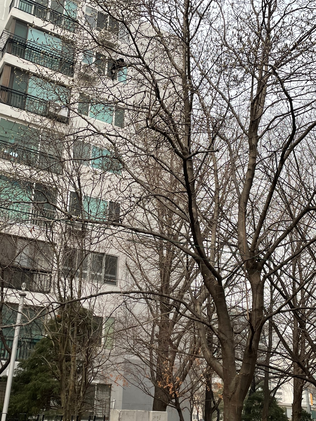 높은 나무에 고양이가 있습니다... (사진 업뎃했어요)