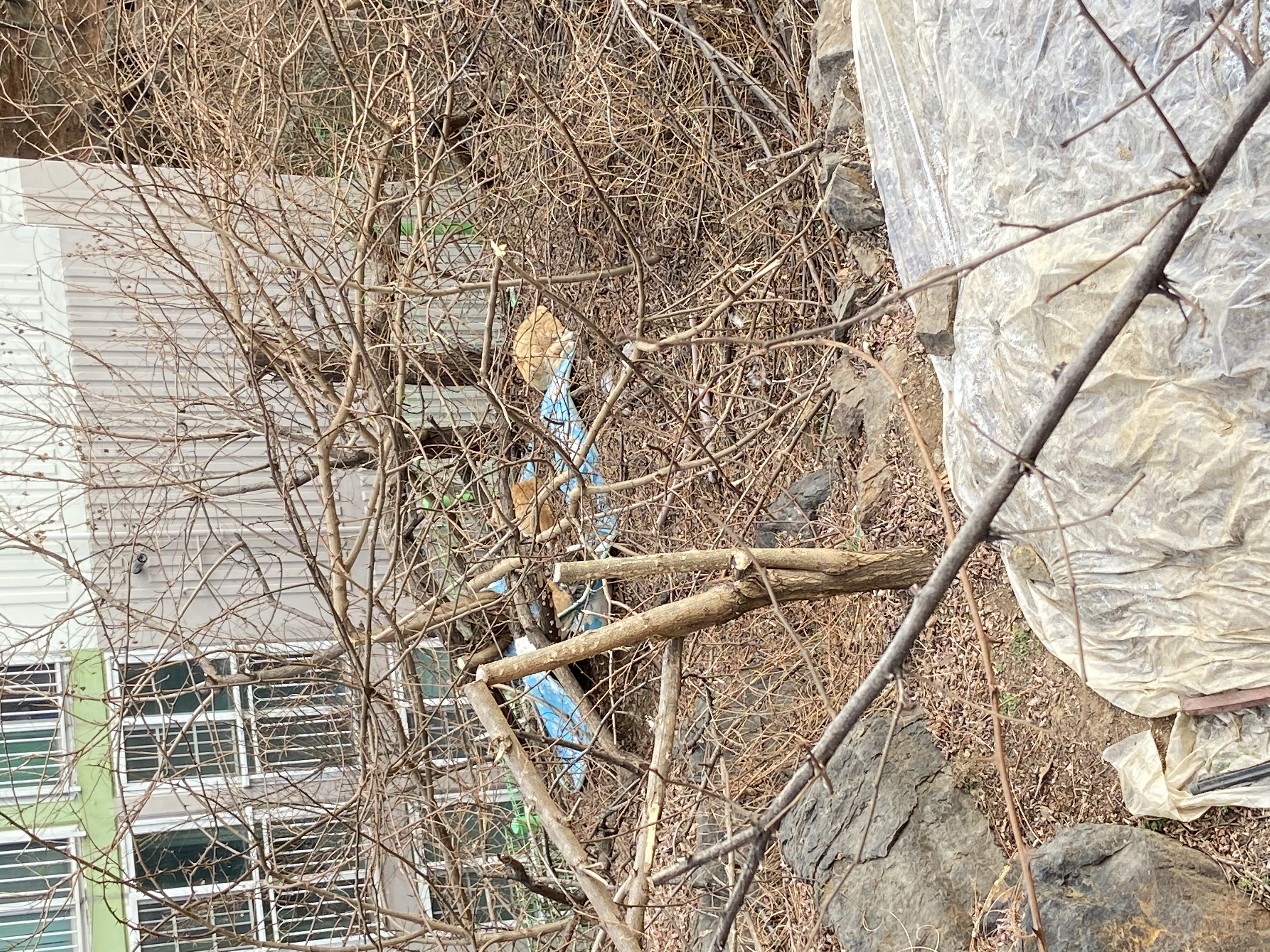상습적으로 돌 던지는 행위(영상 확보)