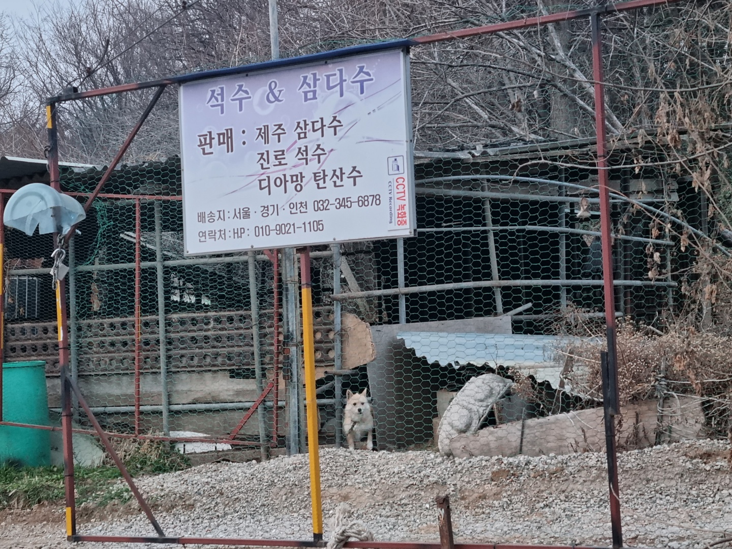 열 마리 이상의 애완견들이 한 축사에 짧은 줄에 묶여있습니다. 