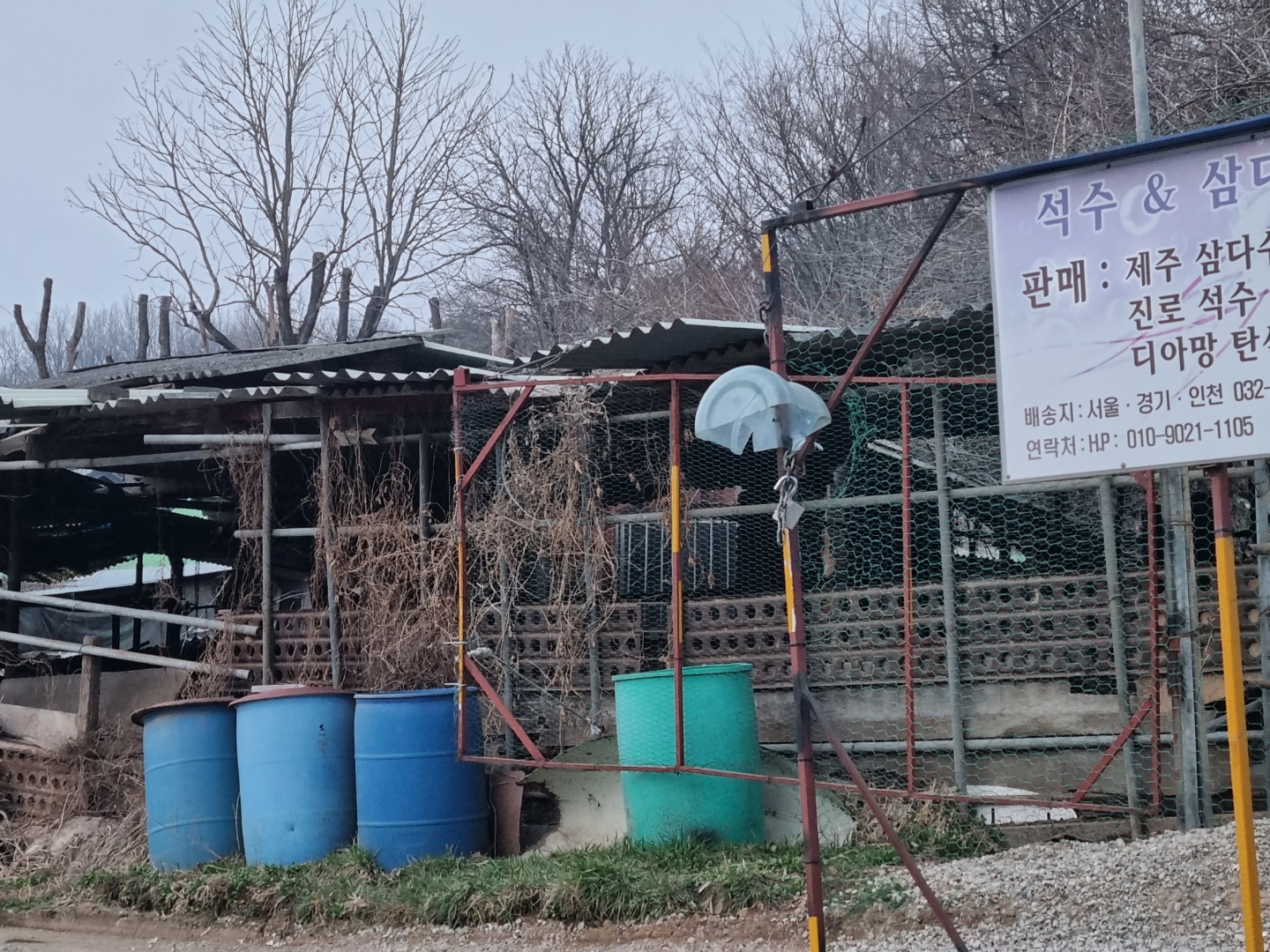 열 마리 이상의 애완견들이 한 축사에 짧은 줄에 묶여있습니다. 