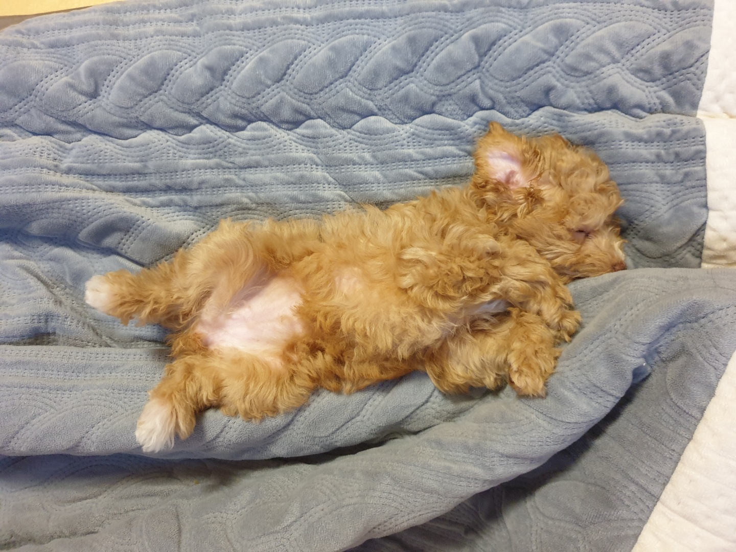 랑이 (곤지암 해사)