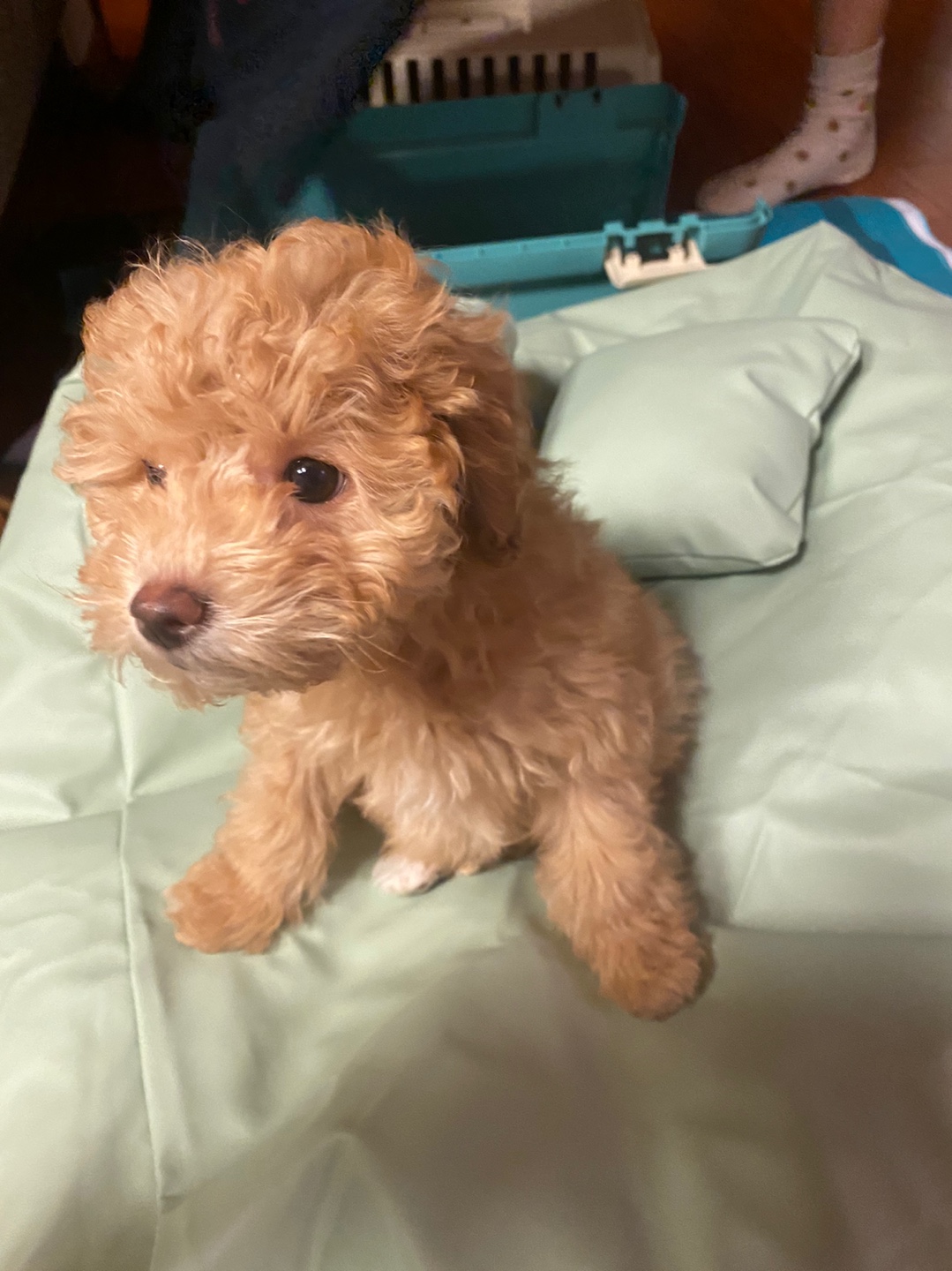 랑이 (곤지암 해사)
