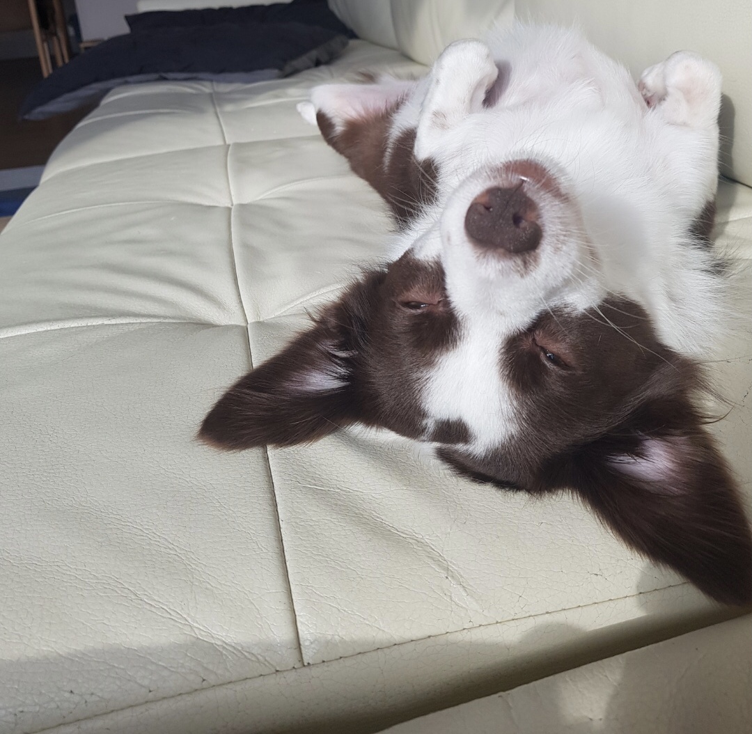 하겐이 잘있어용