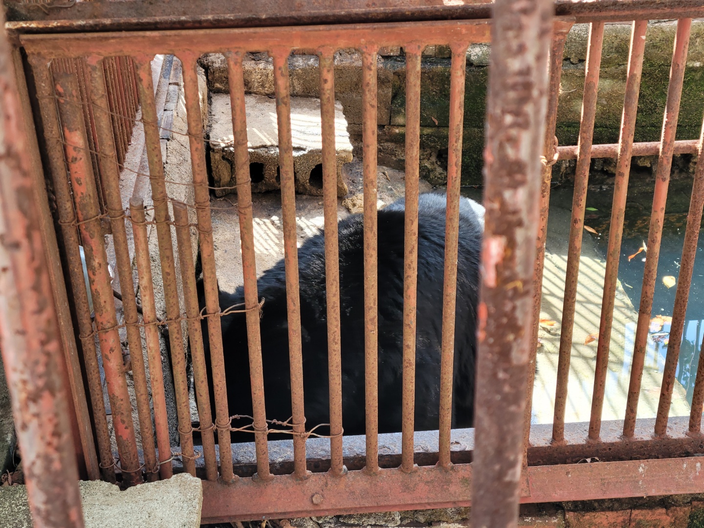 전남 구례 문수사에서 좁은 철창안에 갇혀 살고있는 반달가슴곰 3마리를 제보합니다.