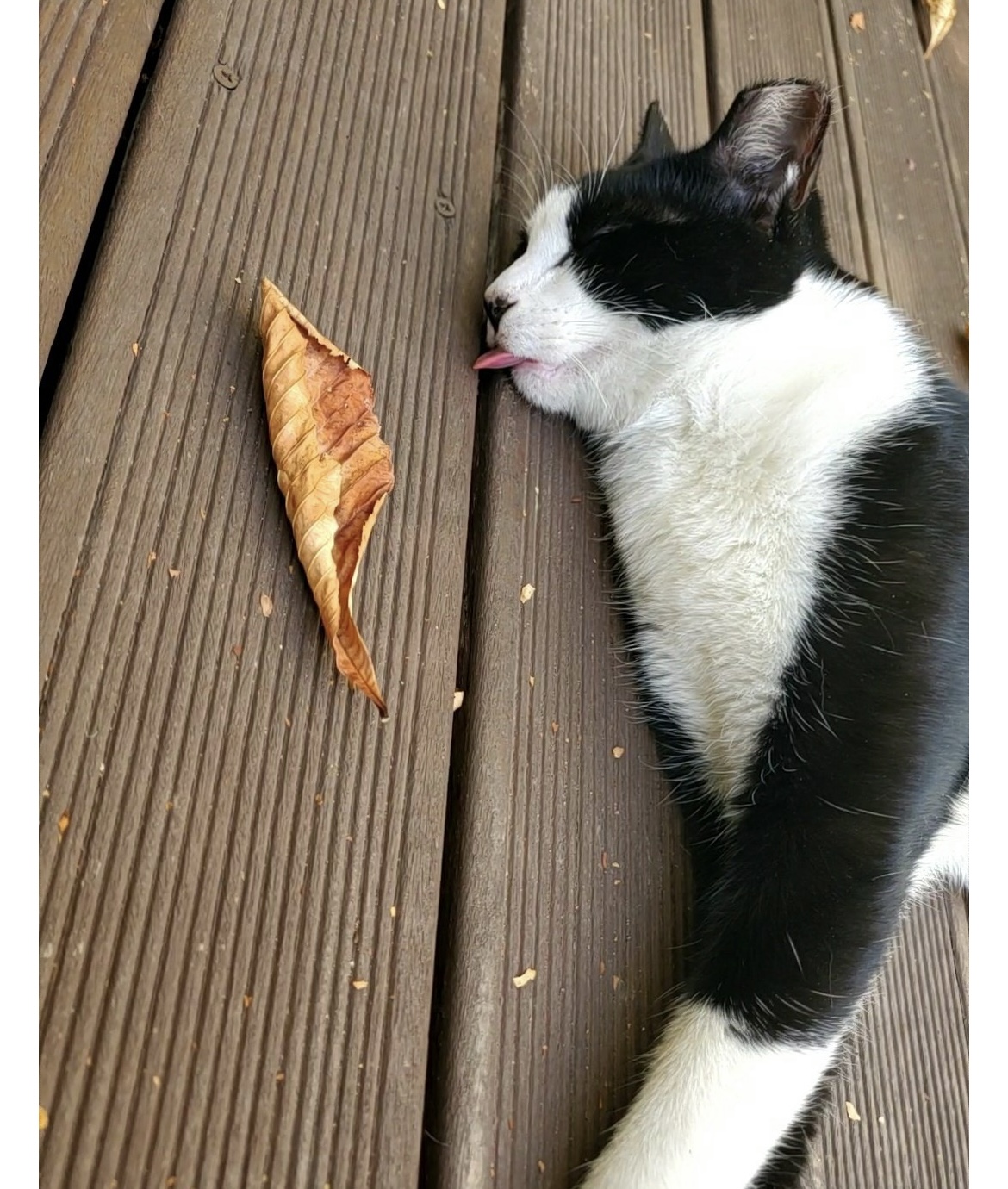 발로 차 목이돌아가고 생이빨을 부러뜨려 죽였습니다.