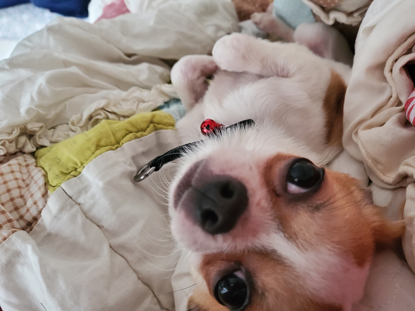 이랑이