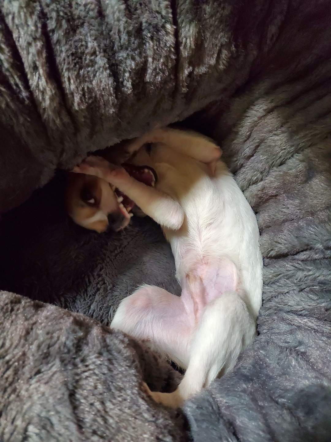 이랑이