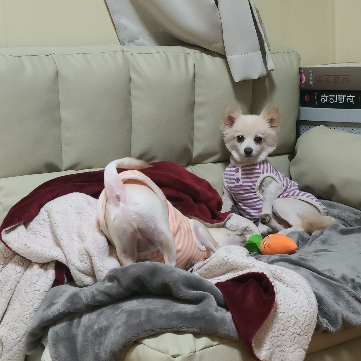 보배가 1주차!!