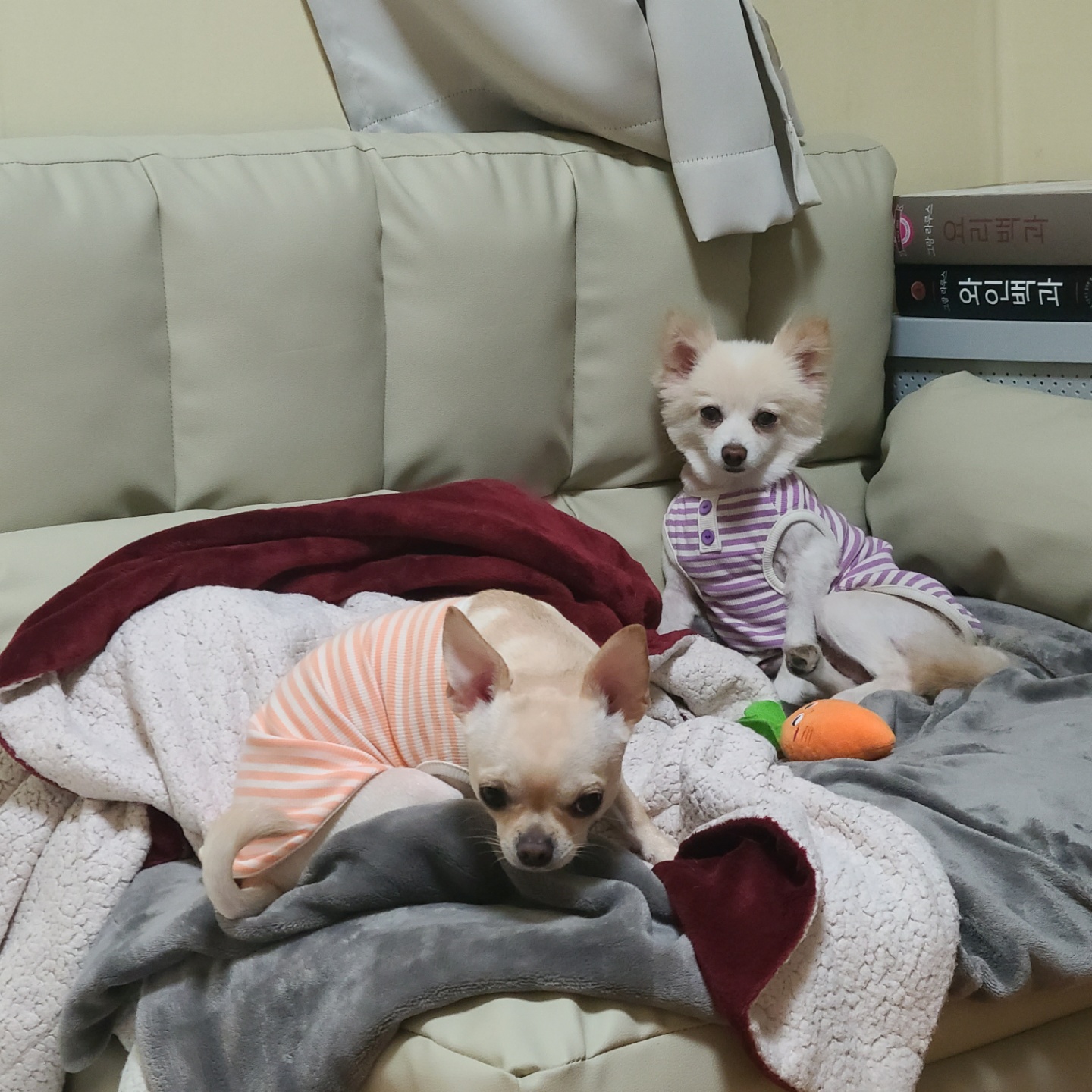 보배가 1주차!!