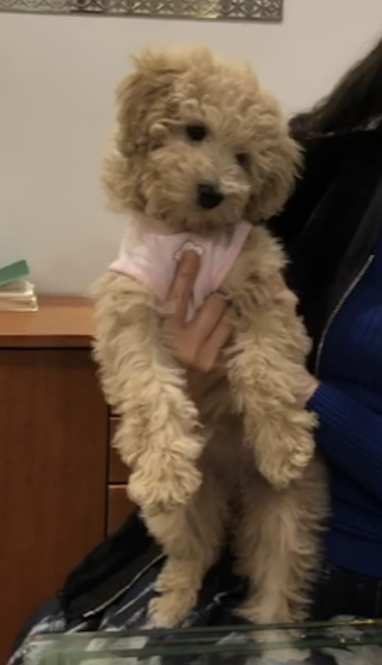 곤지암 푸삼이(도담이) 입양 한달 후기~