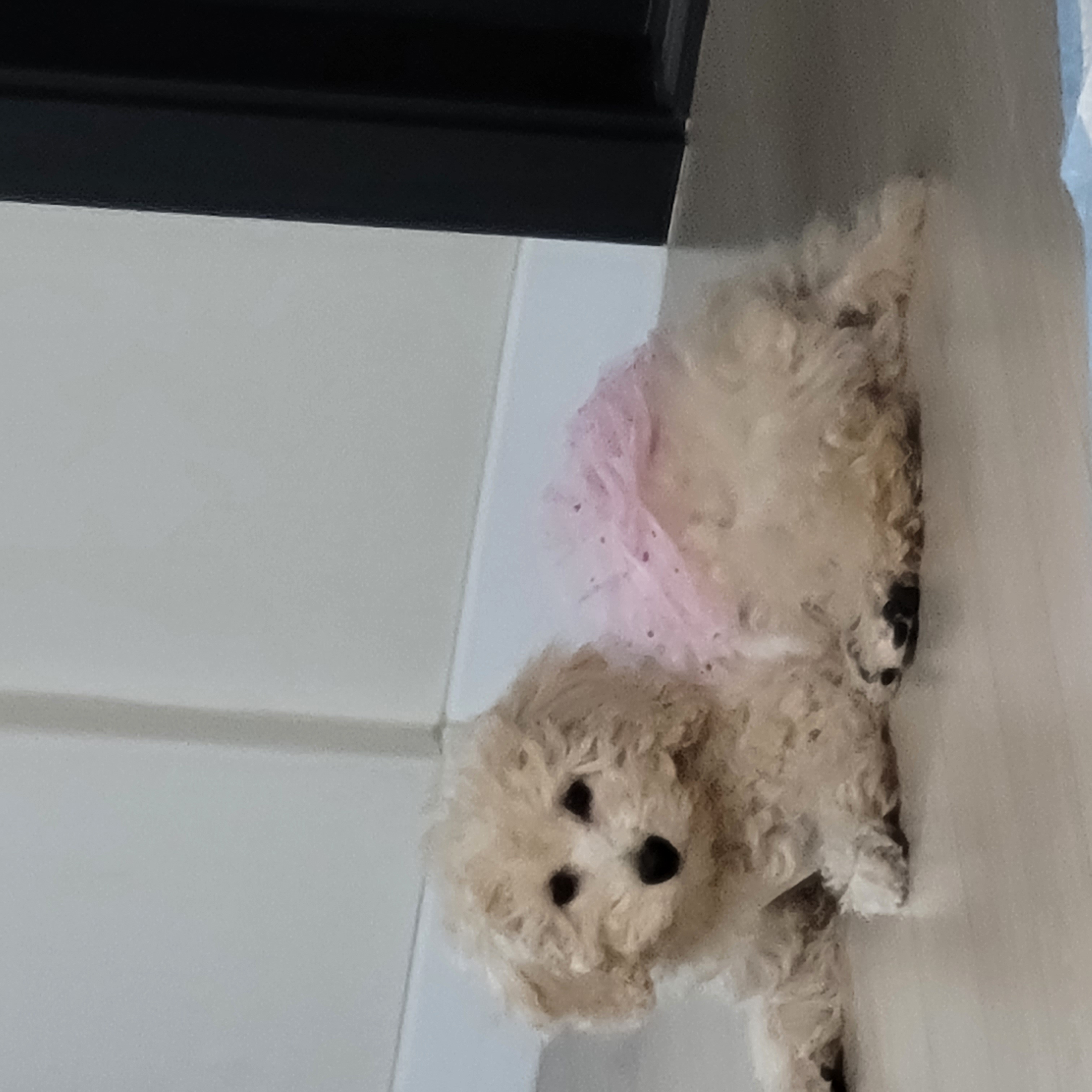 푸사한달후기