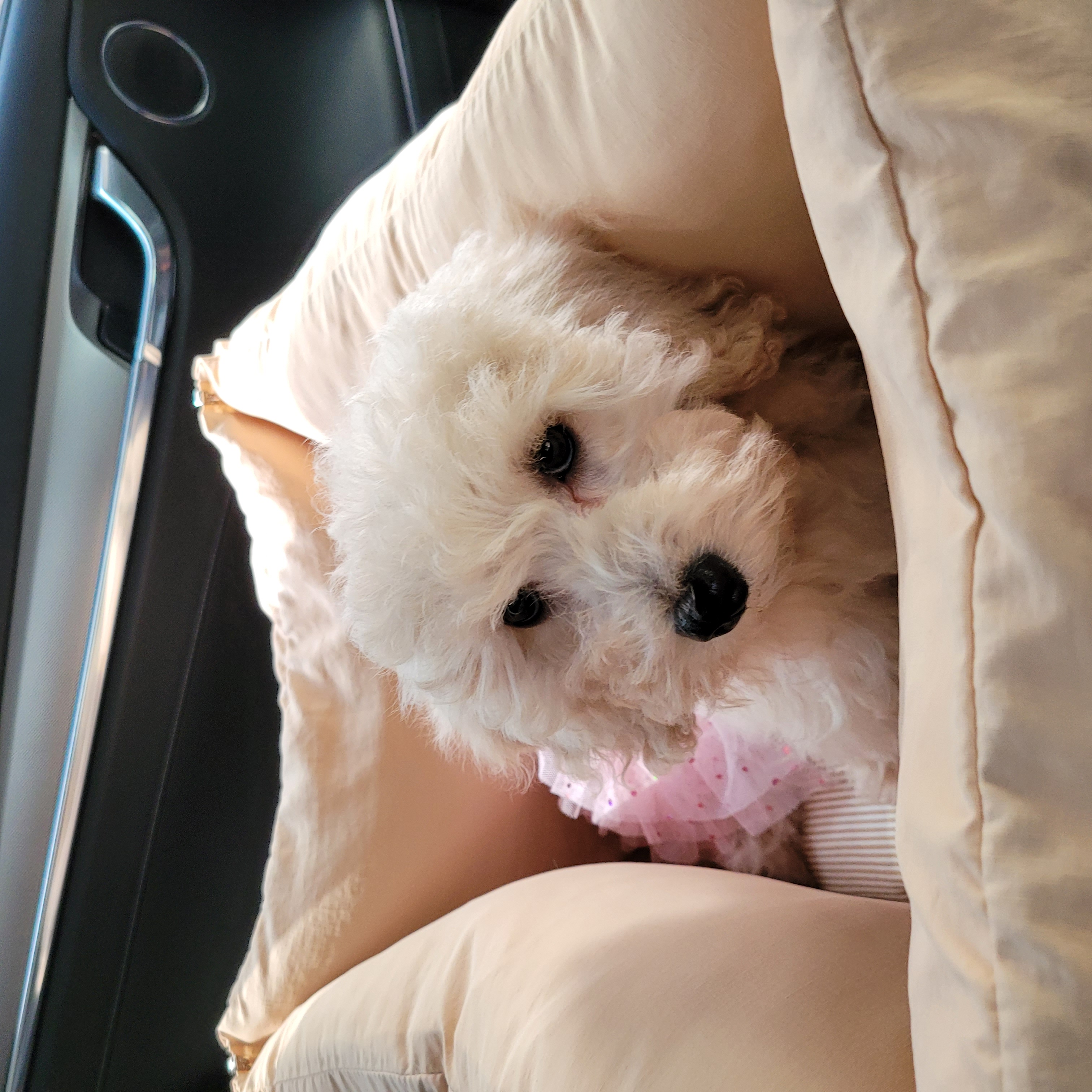 푸사한달후기