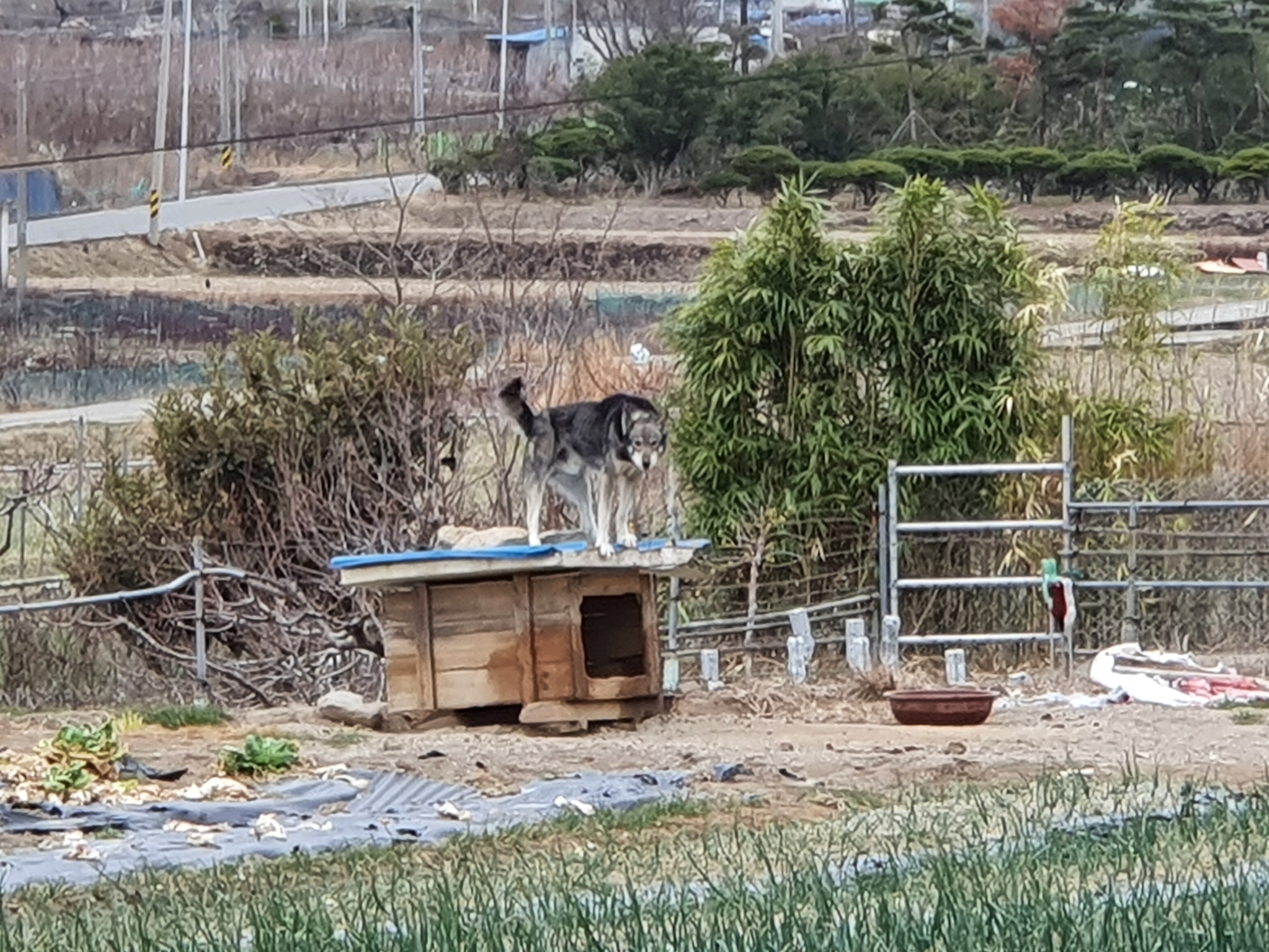 가엾은 이 아이를 구해주세요.