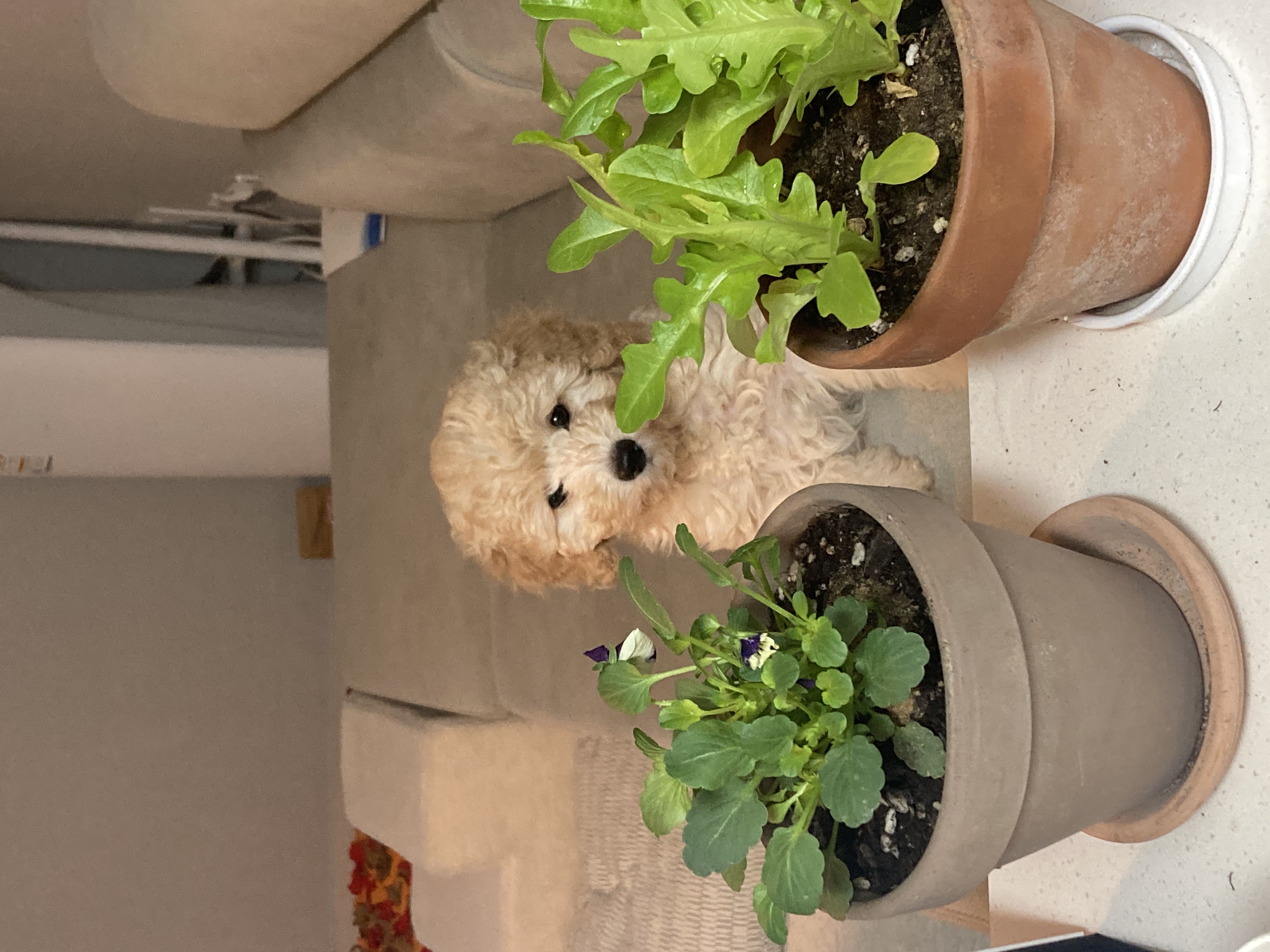 잼이와 가족이 되었어요!