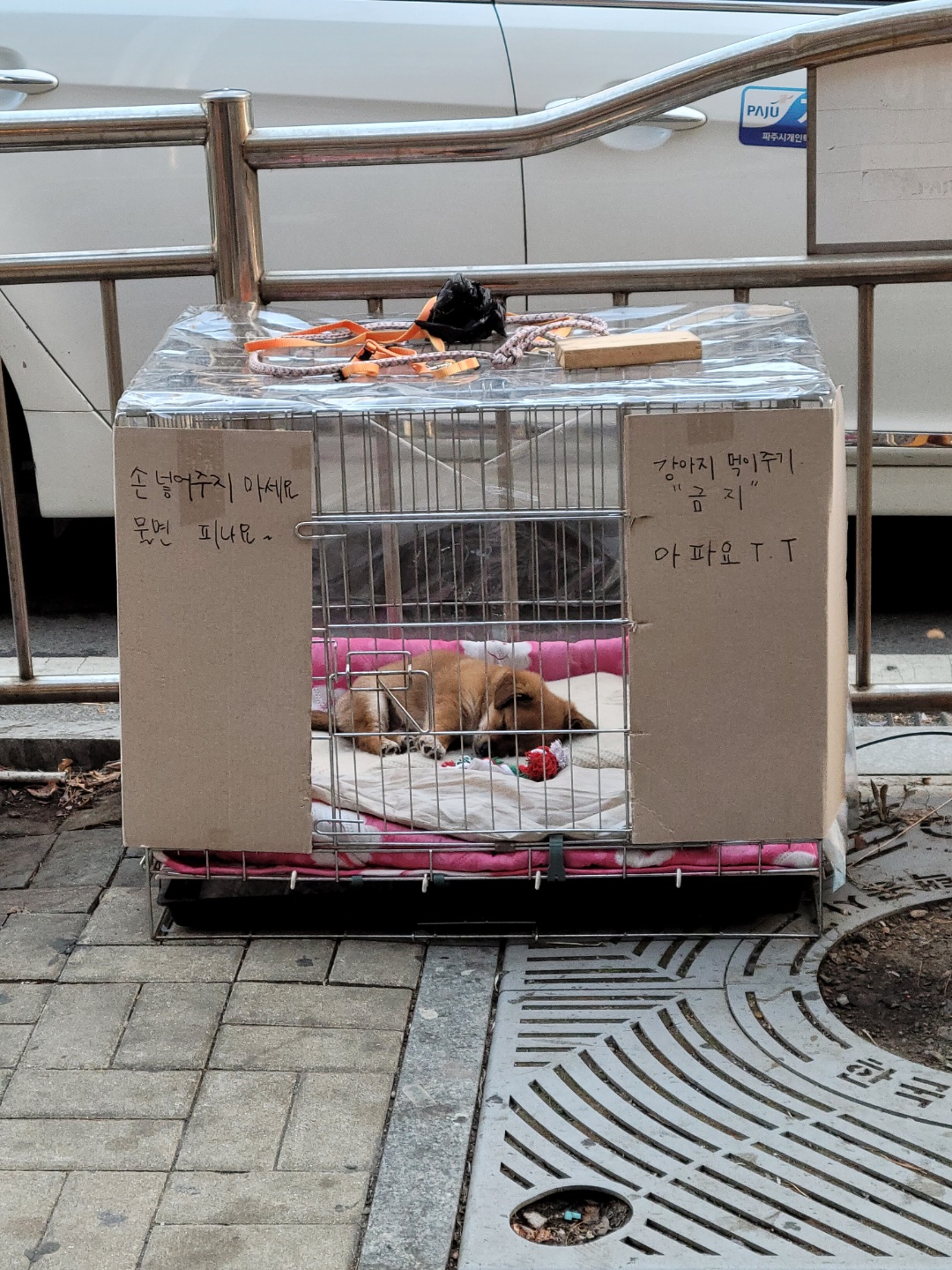 50일된 강아지..집에서 돌볼 사람없다며 방치..