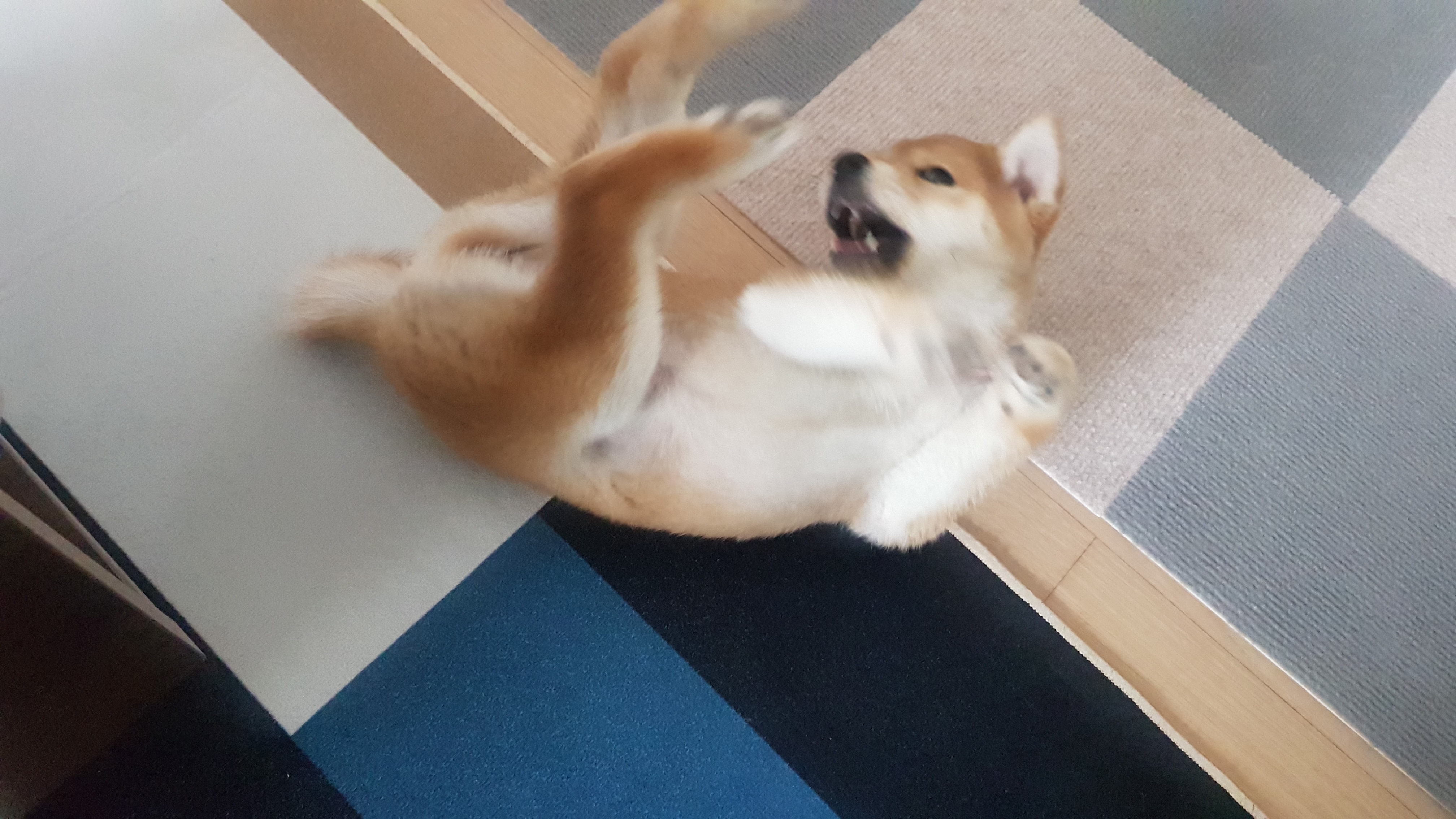 전:네시,현:별이 ♡ 입양일주일