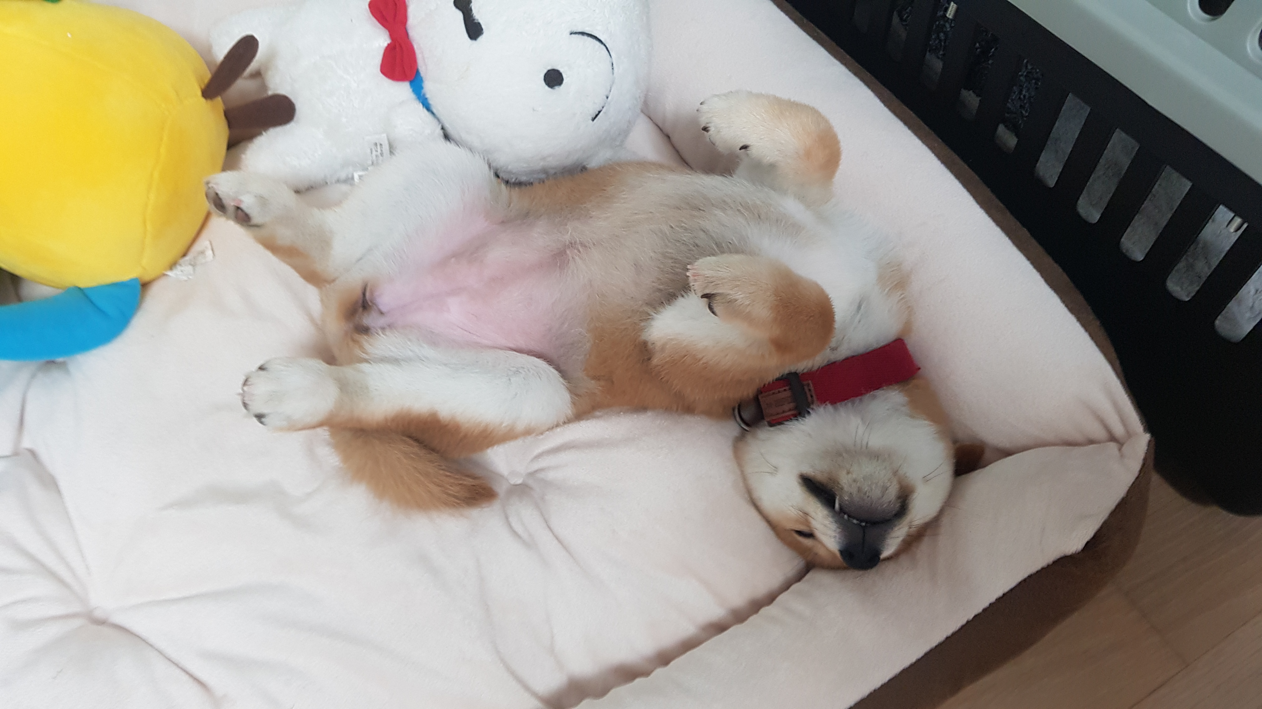 전:네시,현:별이 ♡ 입양일주일