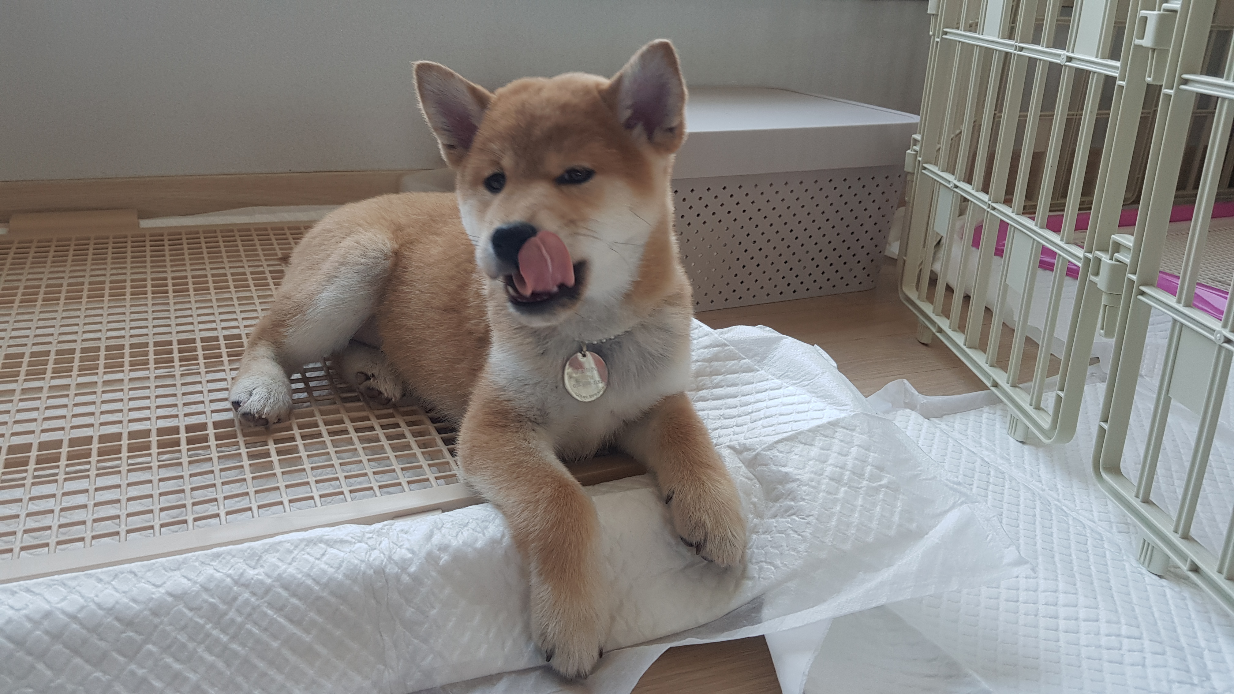 전:네시,현:별이 ♡ 입양일주일