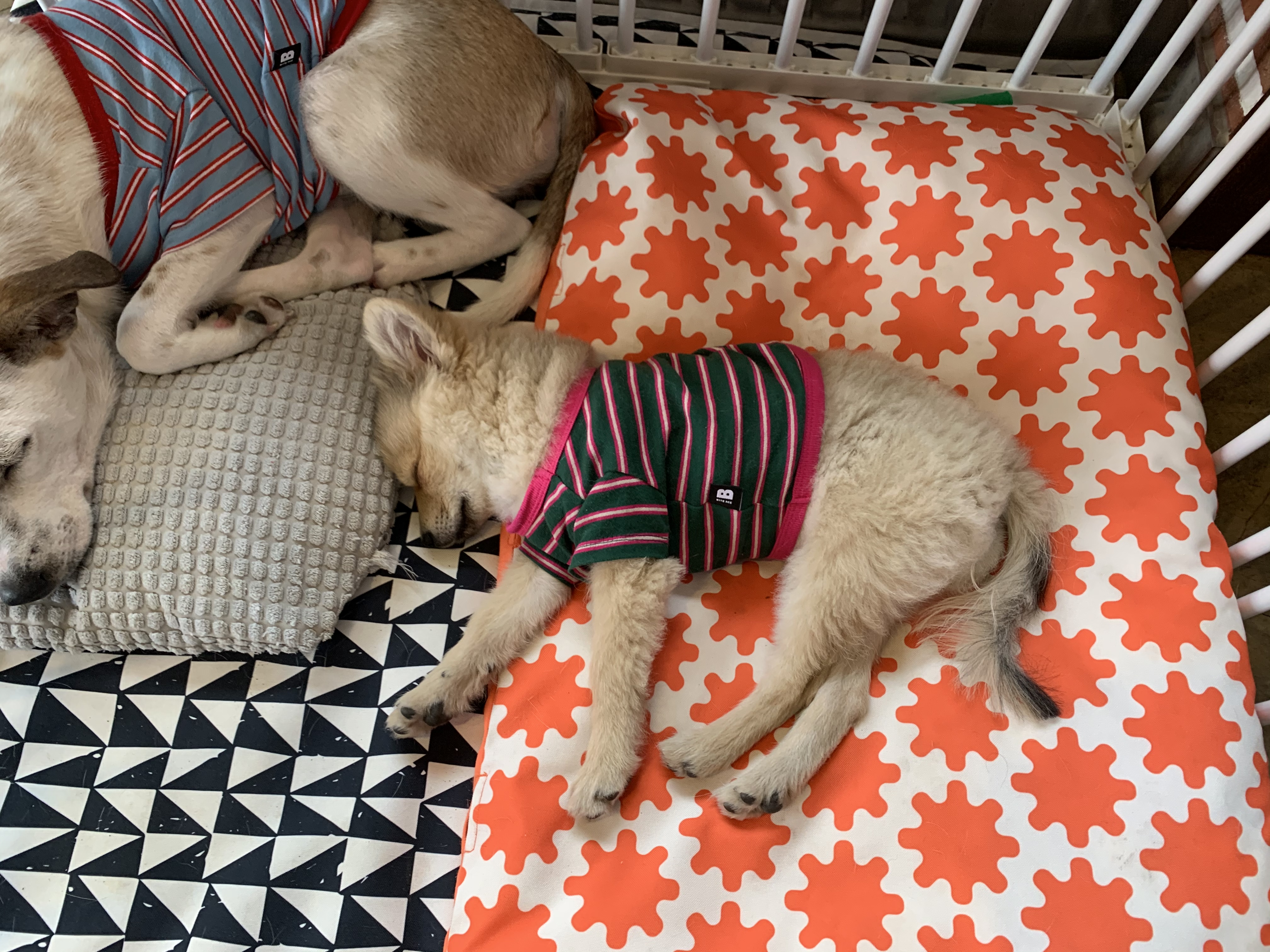 근이(그삼이) 입양 한달 후 입니다 