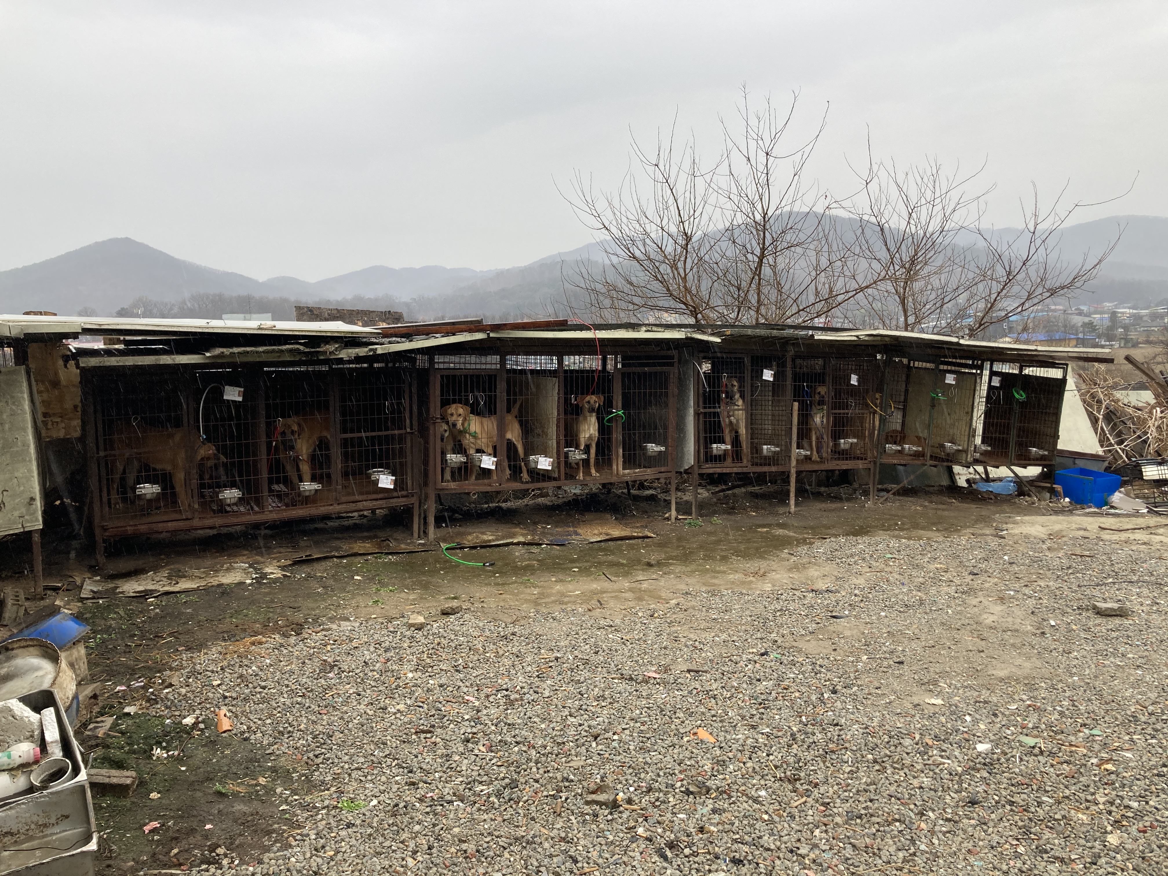 용인 신원리 개농장 아이들은 이제 7일남았다합니다...외면하지말아주시길 부탁드립니다...