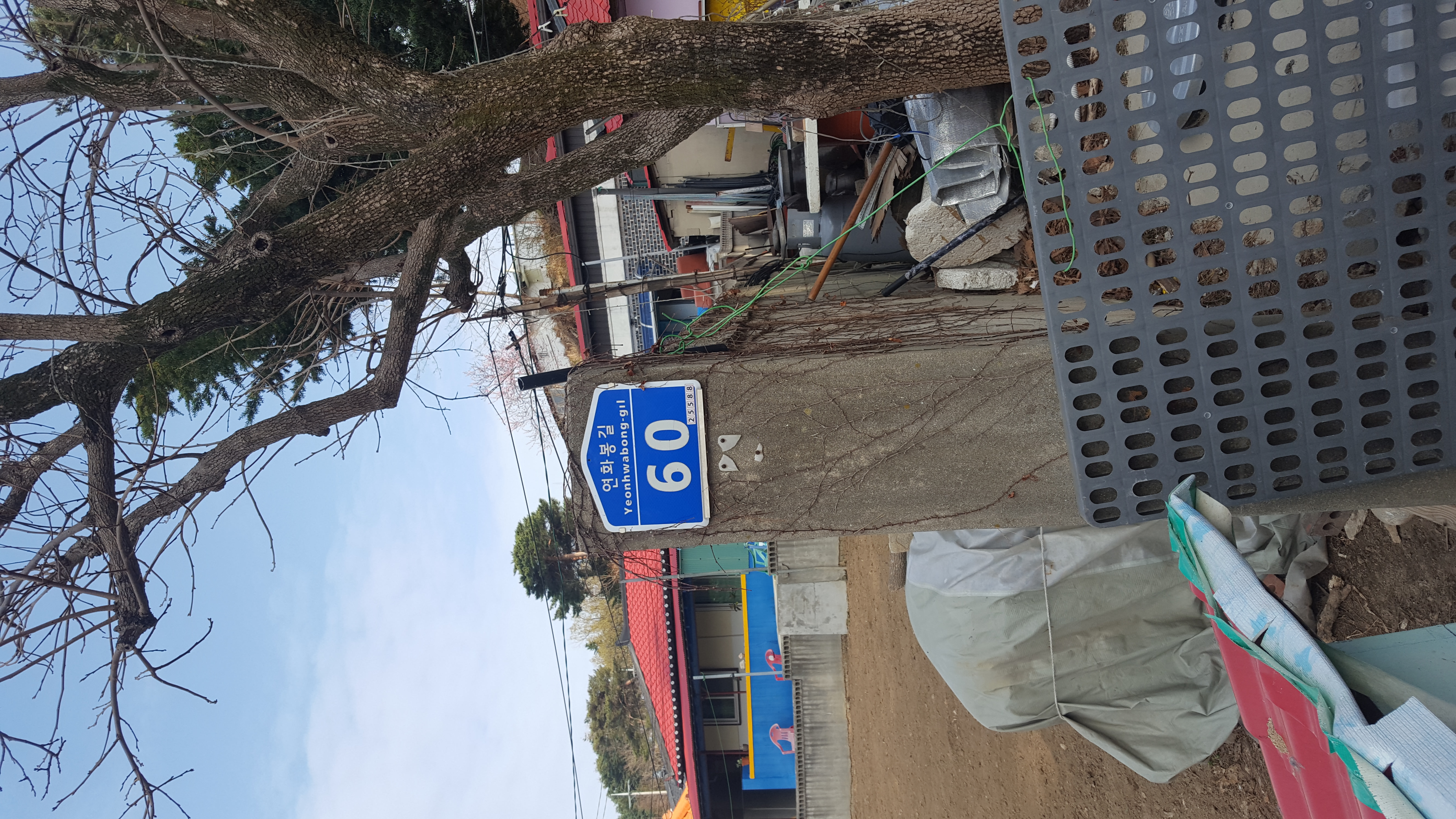 강아지학대