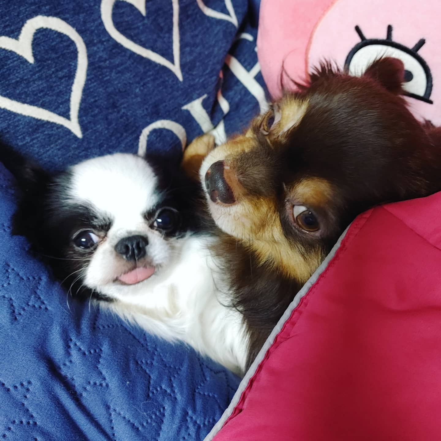 동구네집 동순이(곤지암_치치)