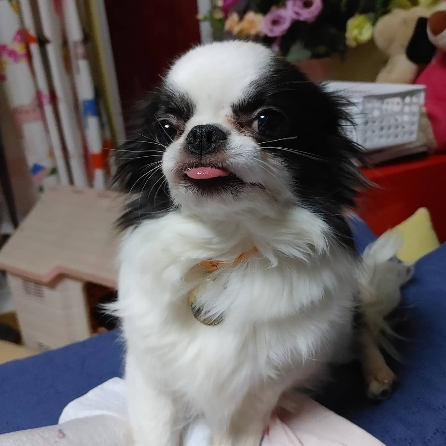 동구네집 동순이(곤지암_치치)