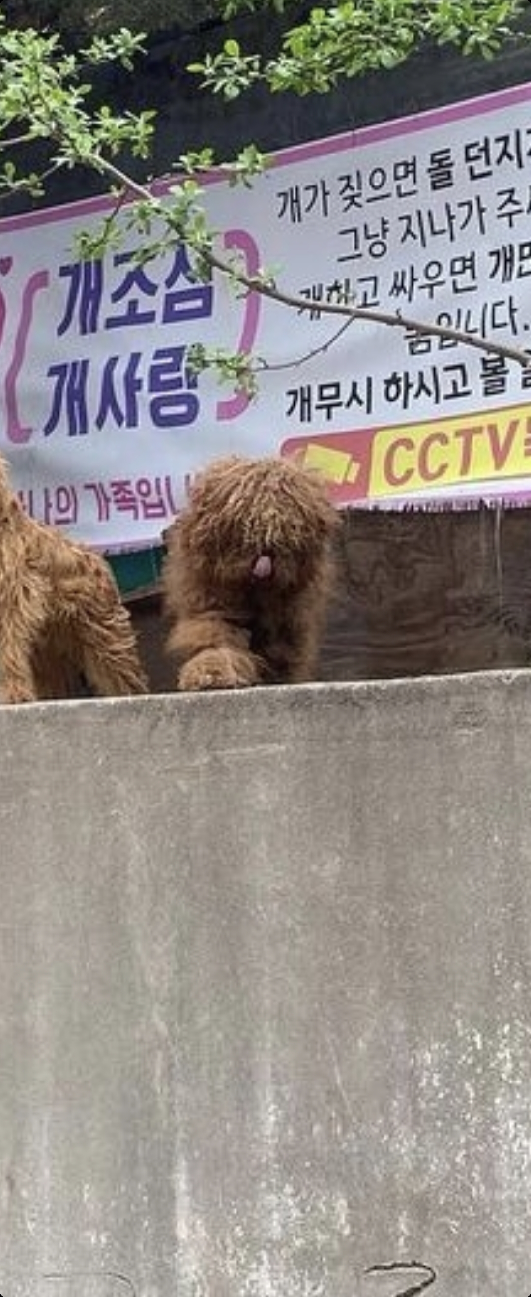 재계발지역 버려진 푸들 믹스 4마리방치