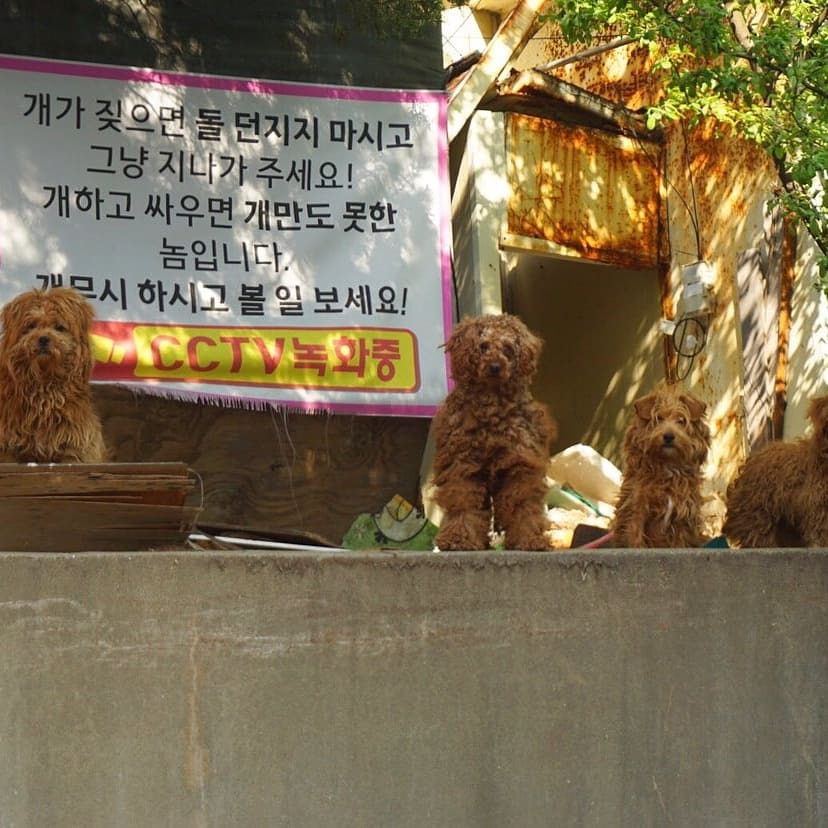재계발지역 버려진 푸들 믹스 4마리방치