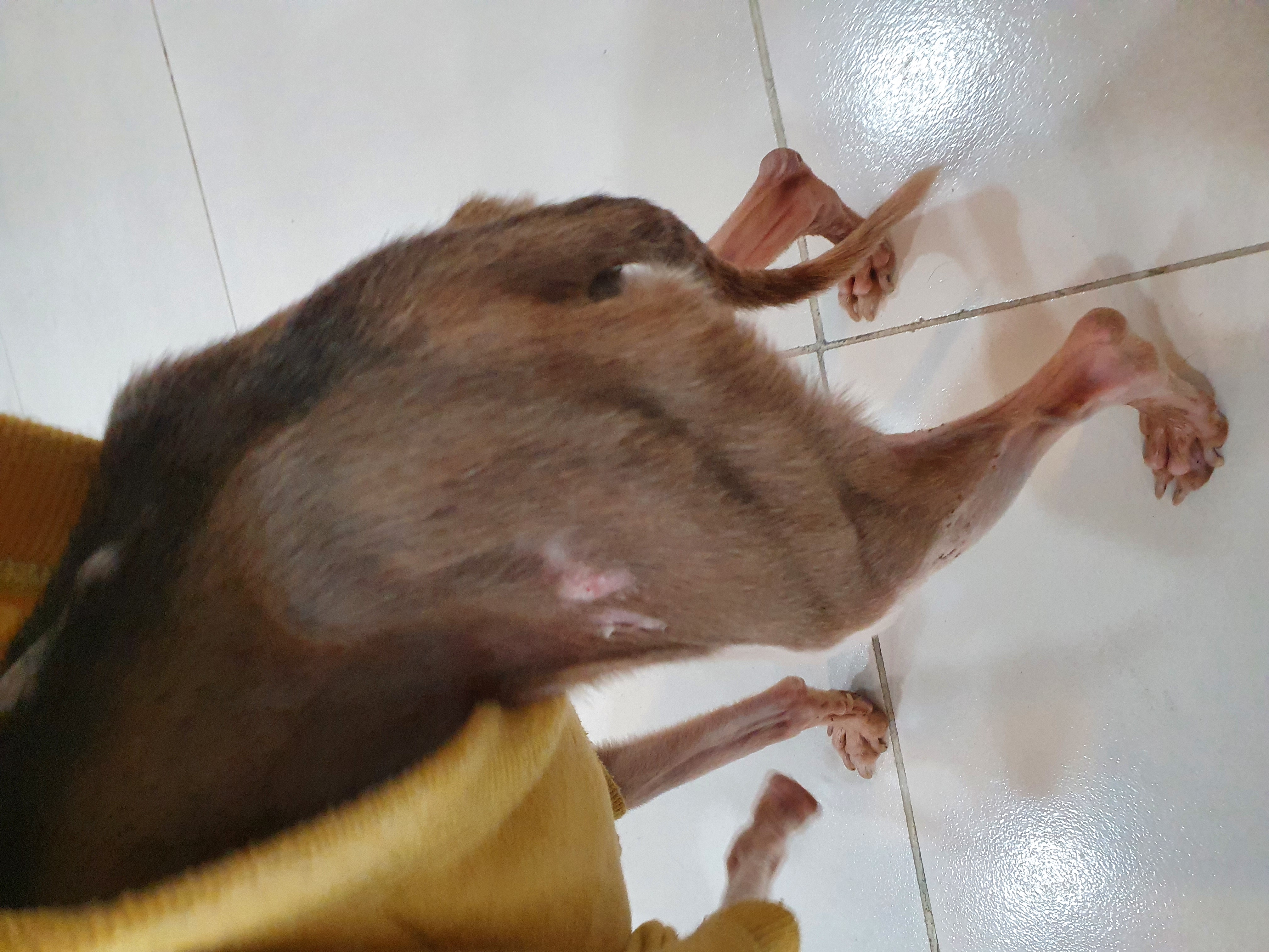 성신여대 카페개네 펫카페 환경이 너무 열악합니다