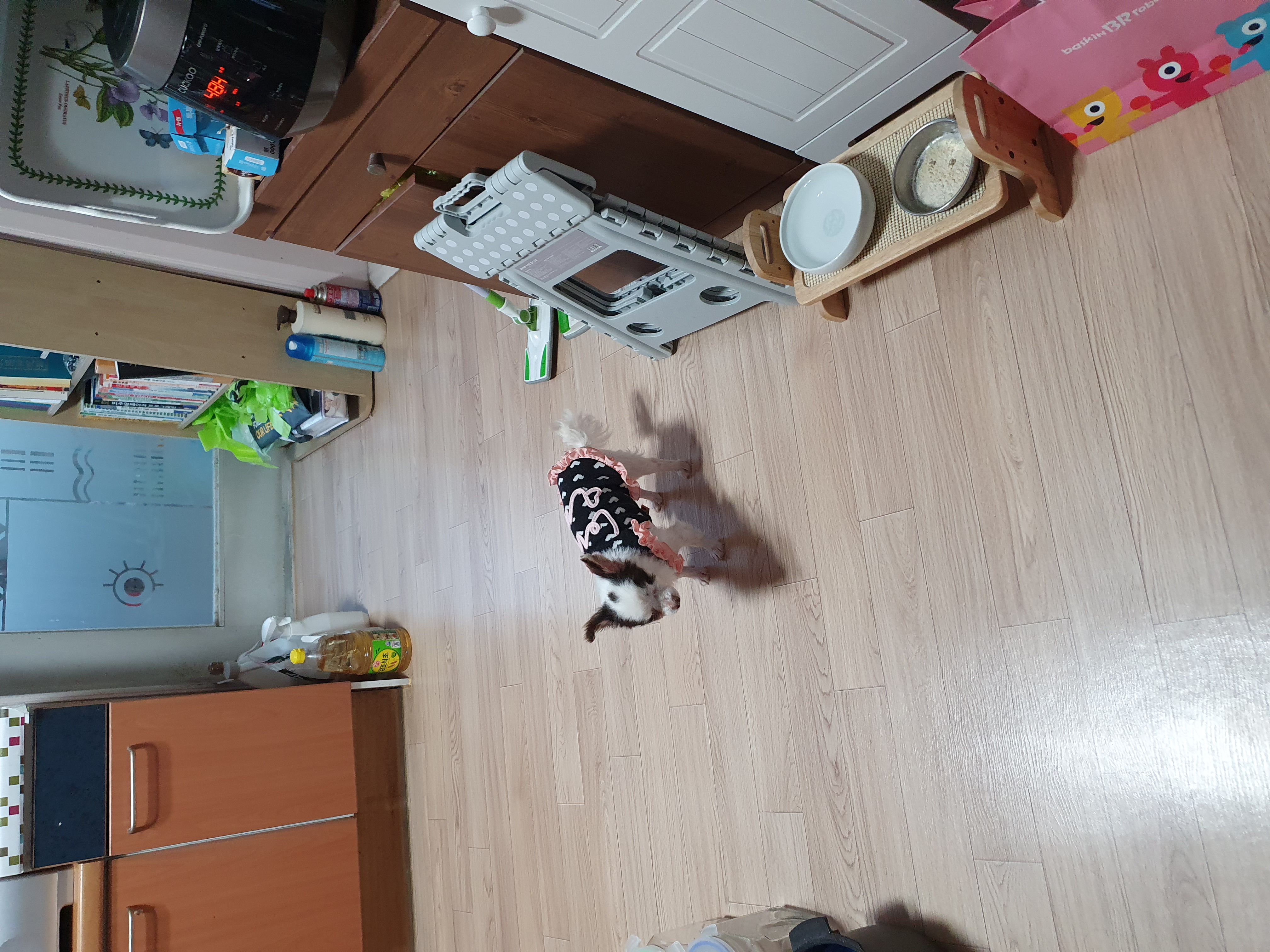 곤지암 산이(히치) 입양후 이야기