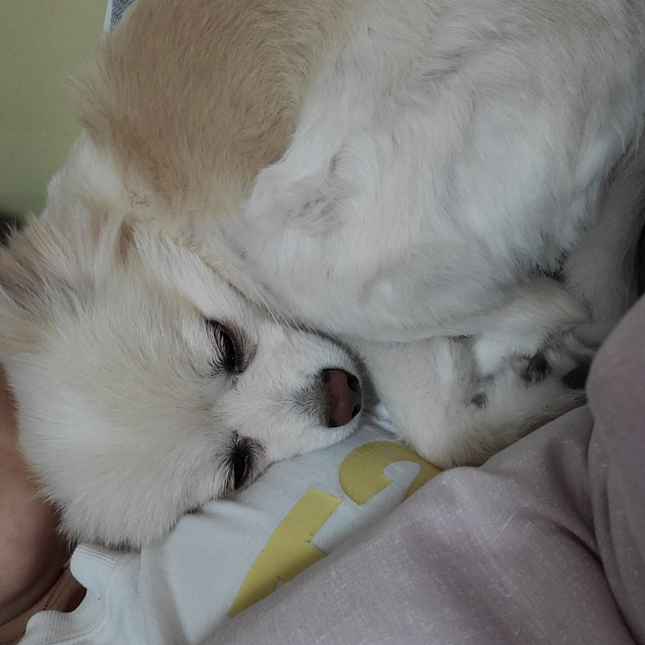 보배 한달차!