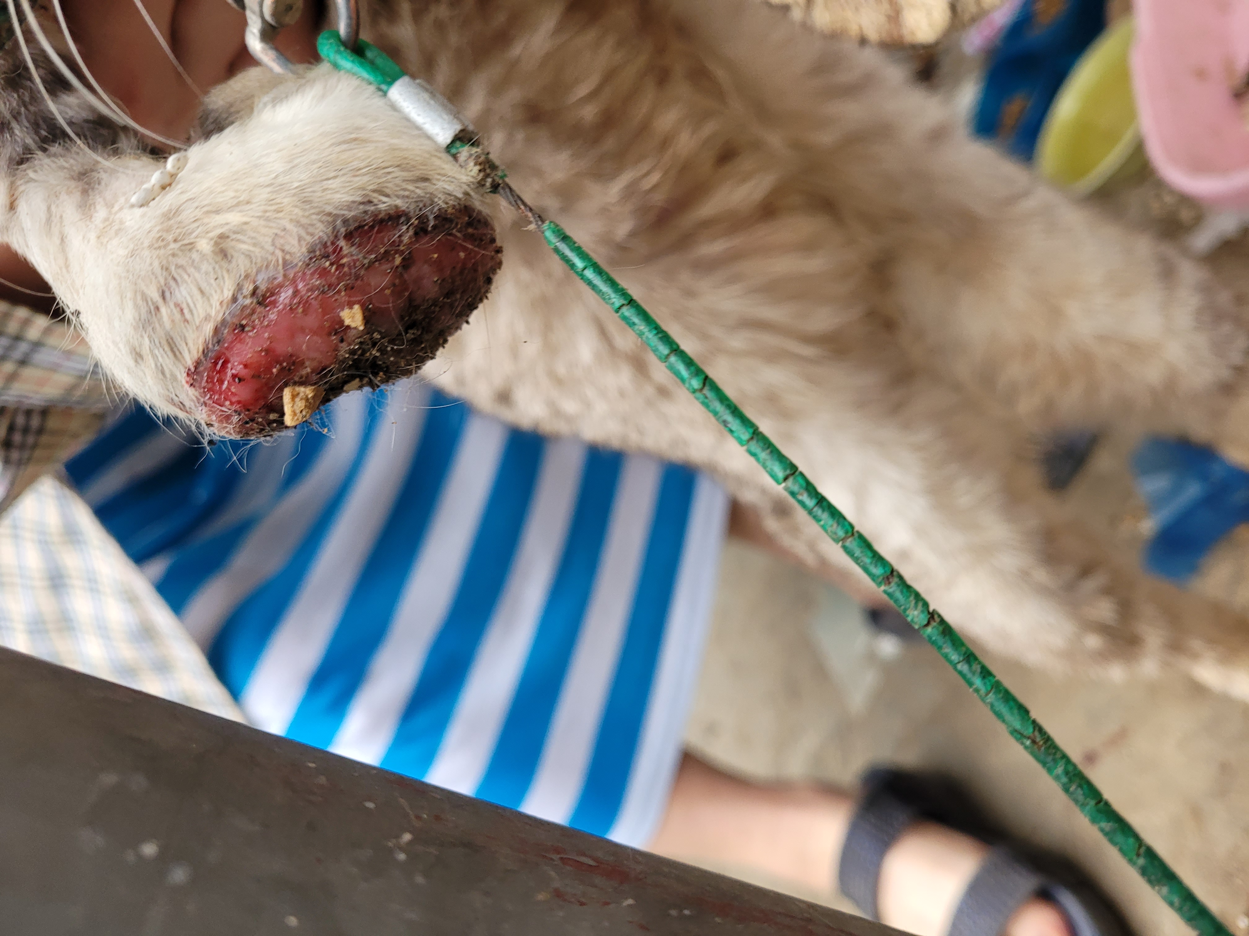 부상당해 피흘리는 고양이를 방치해두는 주민을 만났습니다...
