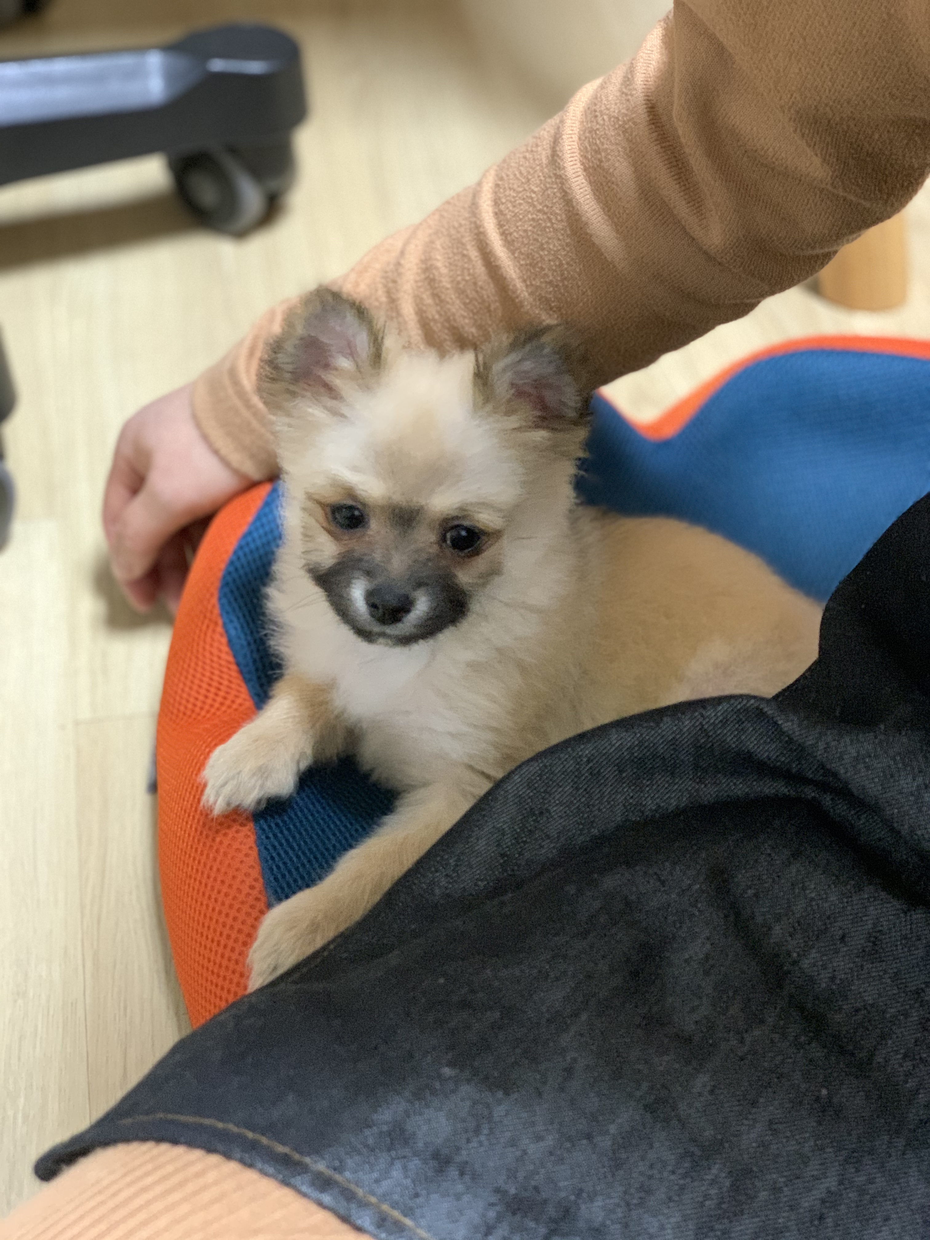 곤지암- 송일 1차 입양후기입니다~