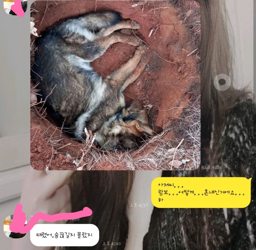 애니멀호더의 만행을 알리려고 합니다