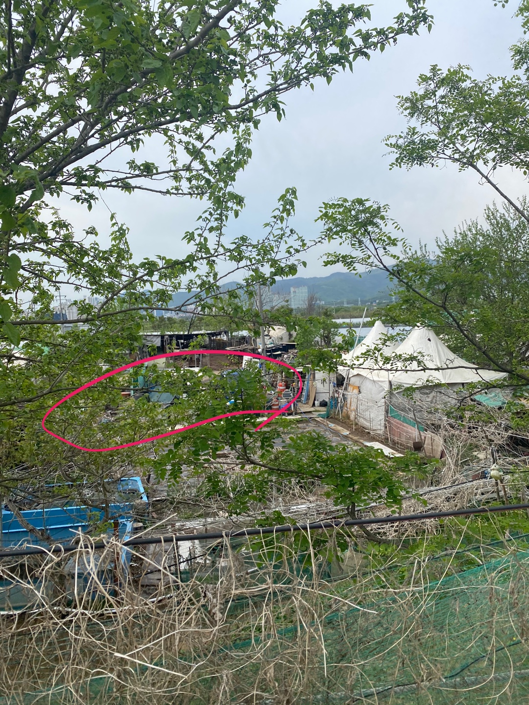 불법 개 도살장 신고