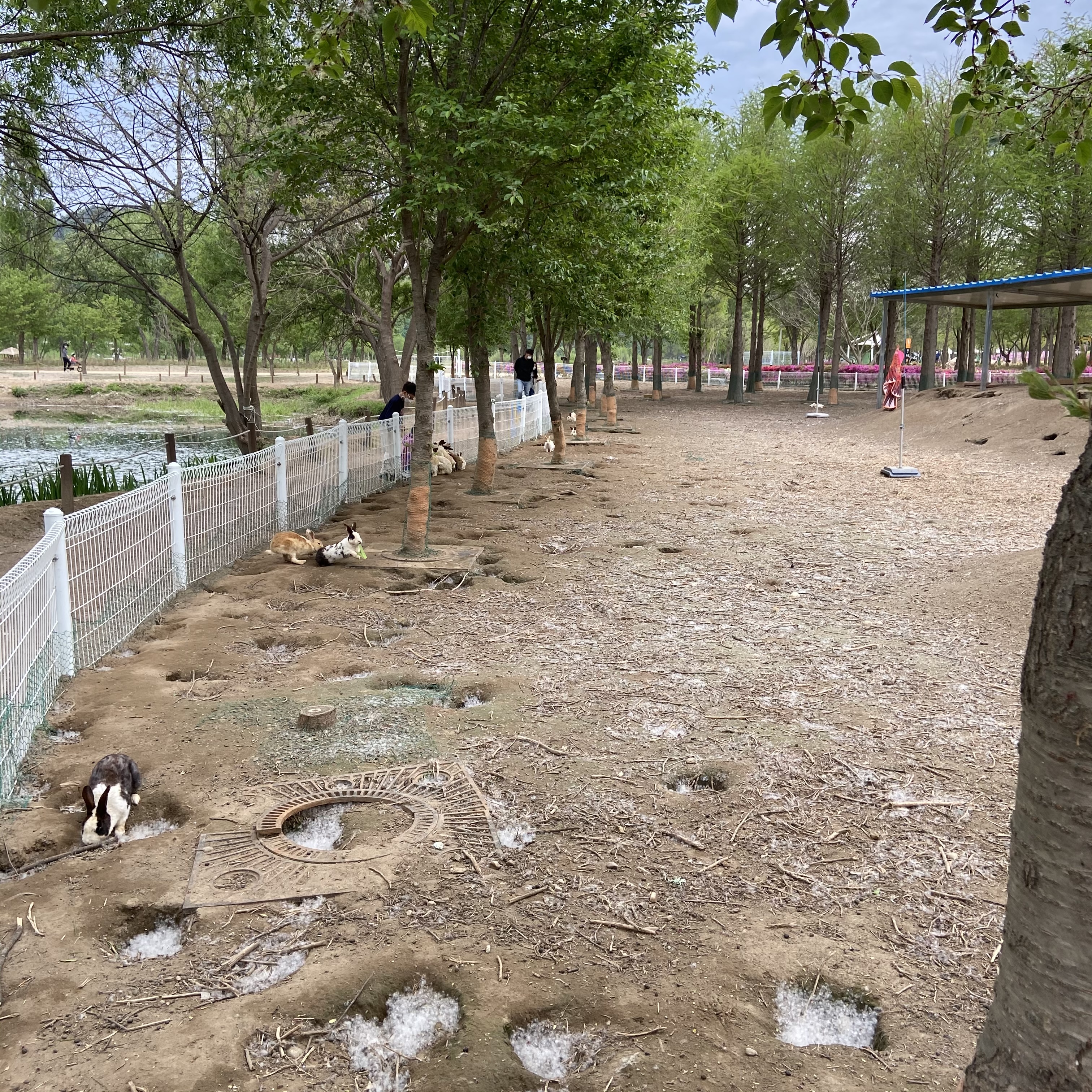 가평 자라섬 토끼 전시장을 구해주세요