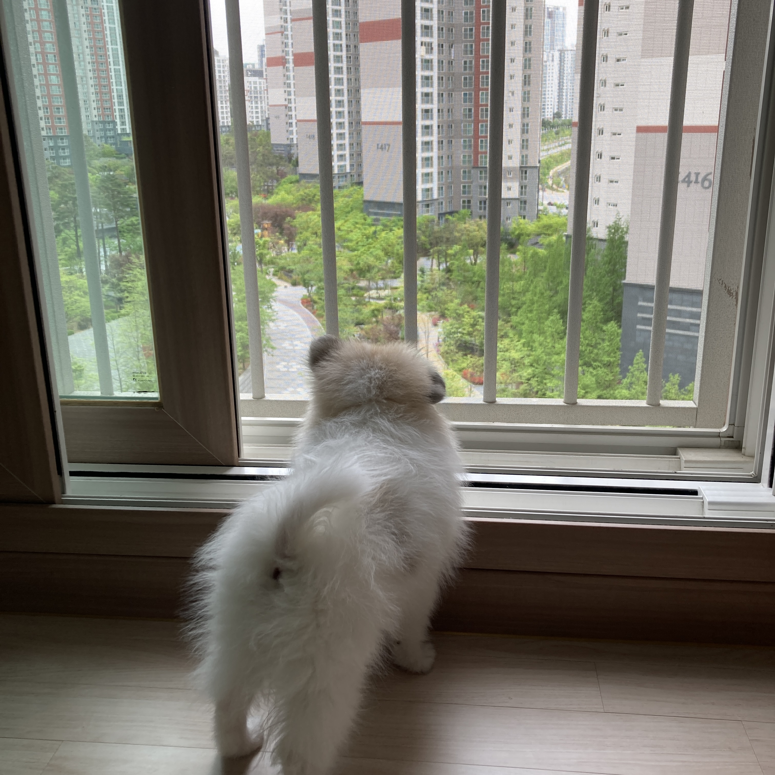 곤지암 구조견 마음이의 자견 뽀또(마일이)의 근황 일주일차
