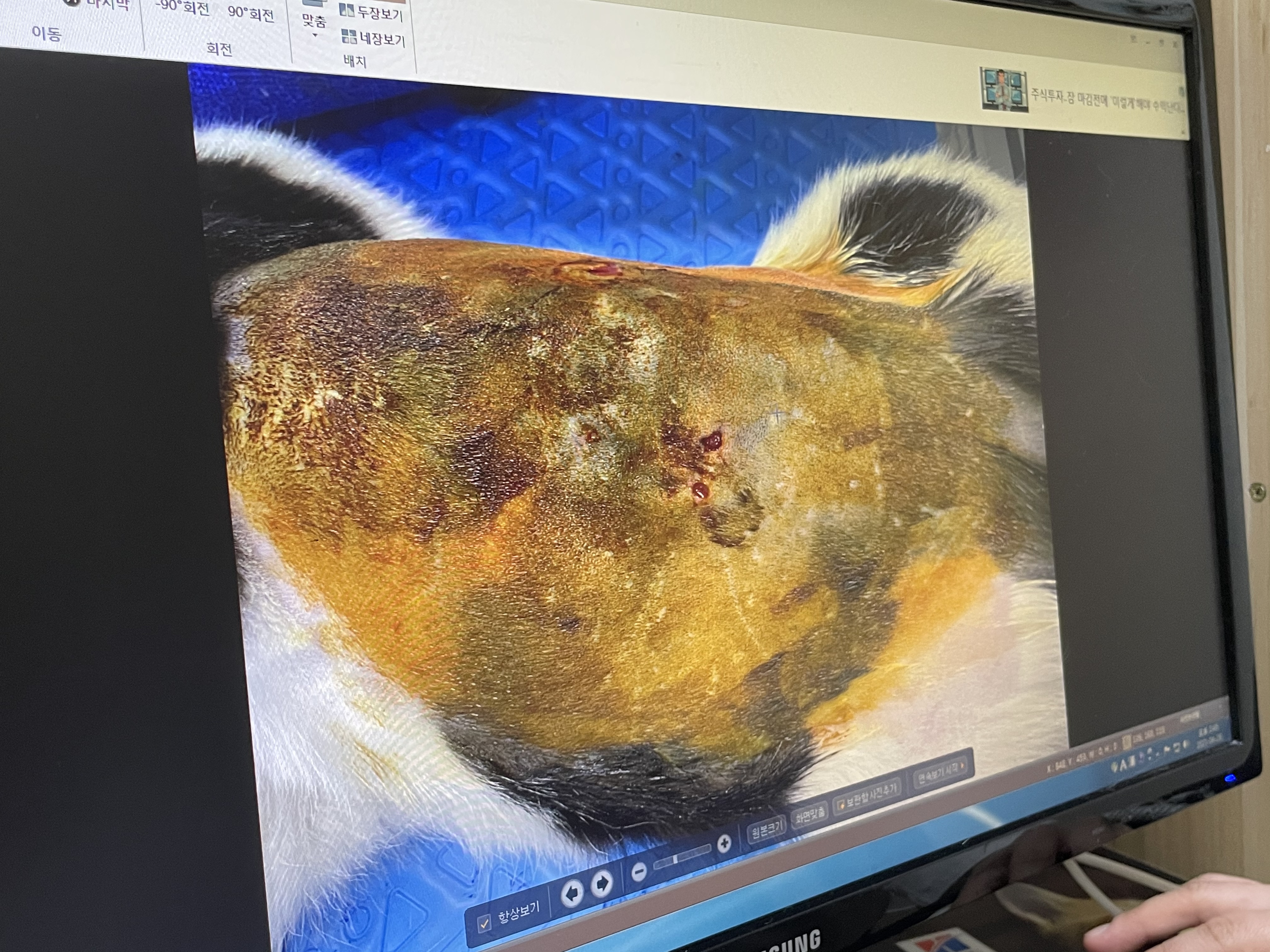 상습적인 담배불학대
