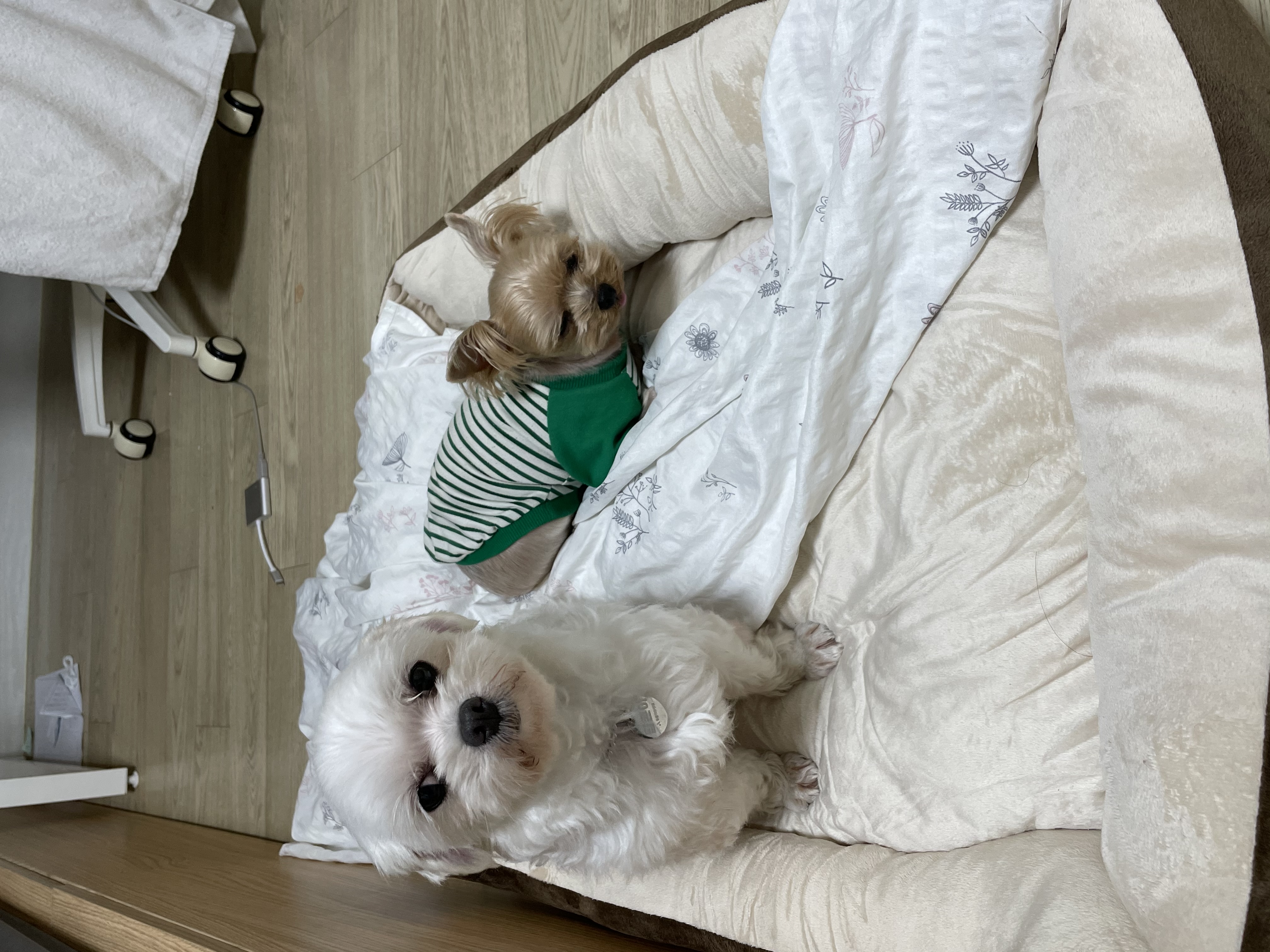 입양 후 한달