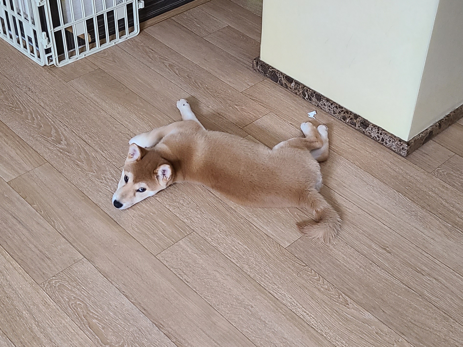 시바견 오시(세찌) 입양 한 달 후기