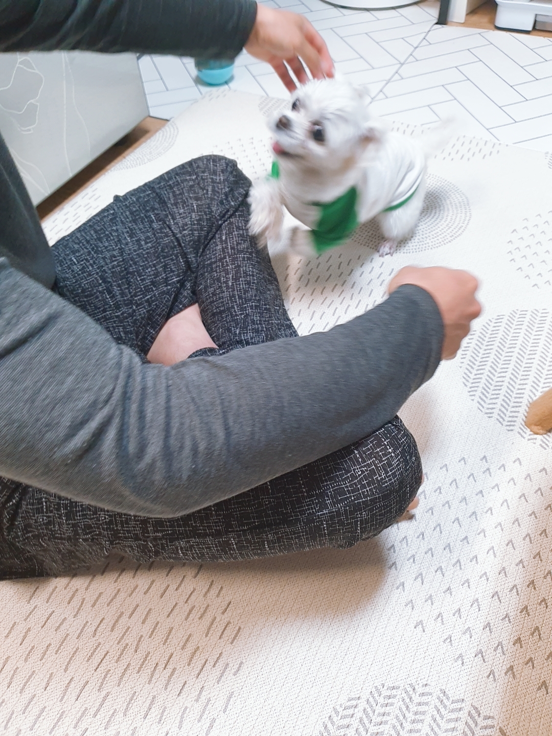 곤지암 길동이♡ 입양 일주일!