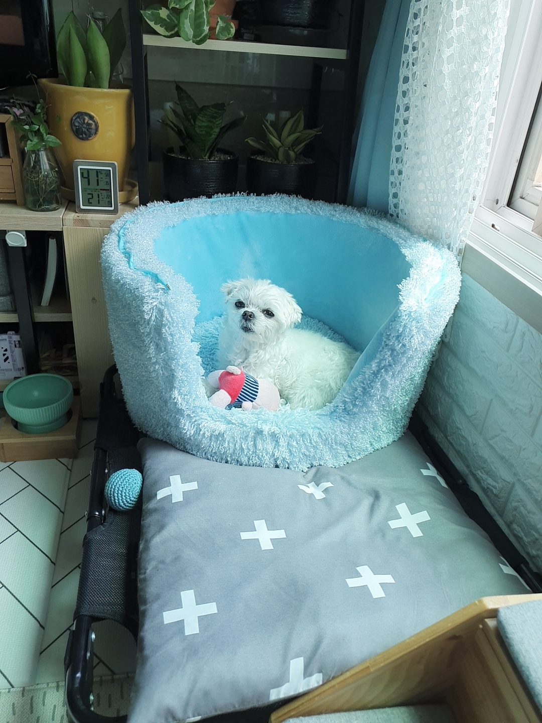 곤지암 길동이♡ 입양 일주일!