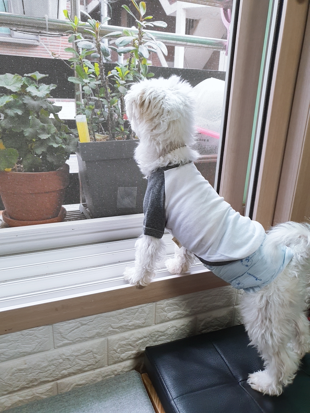 곤지암 길동이♡ 입양 일주일!