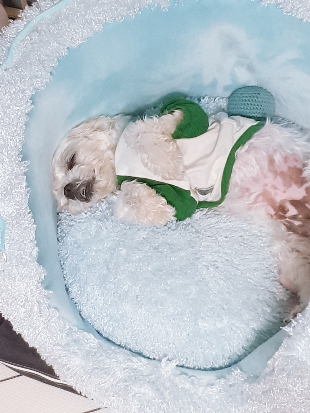곤지암 길동이♡ 입양 일주일!
