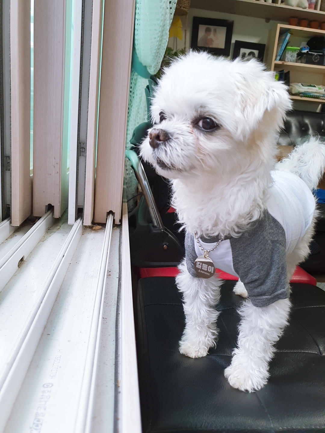 곤지암 길동이♡ 입양 일주일!