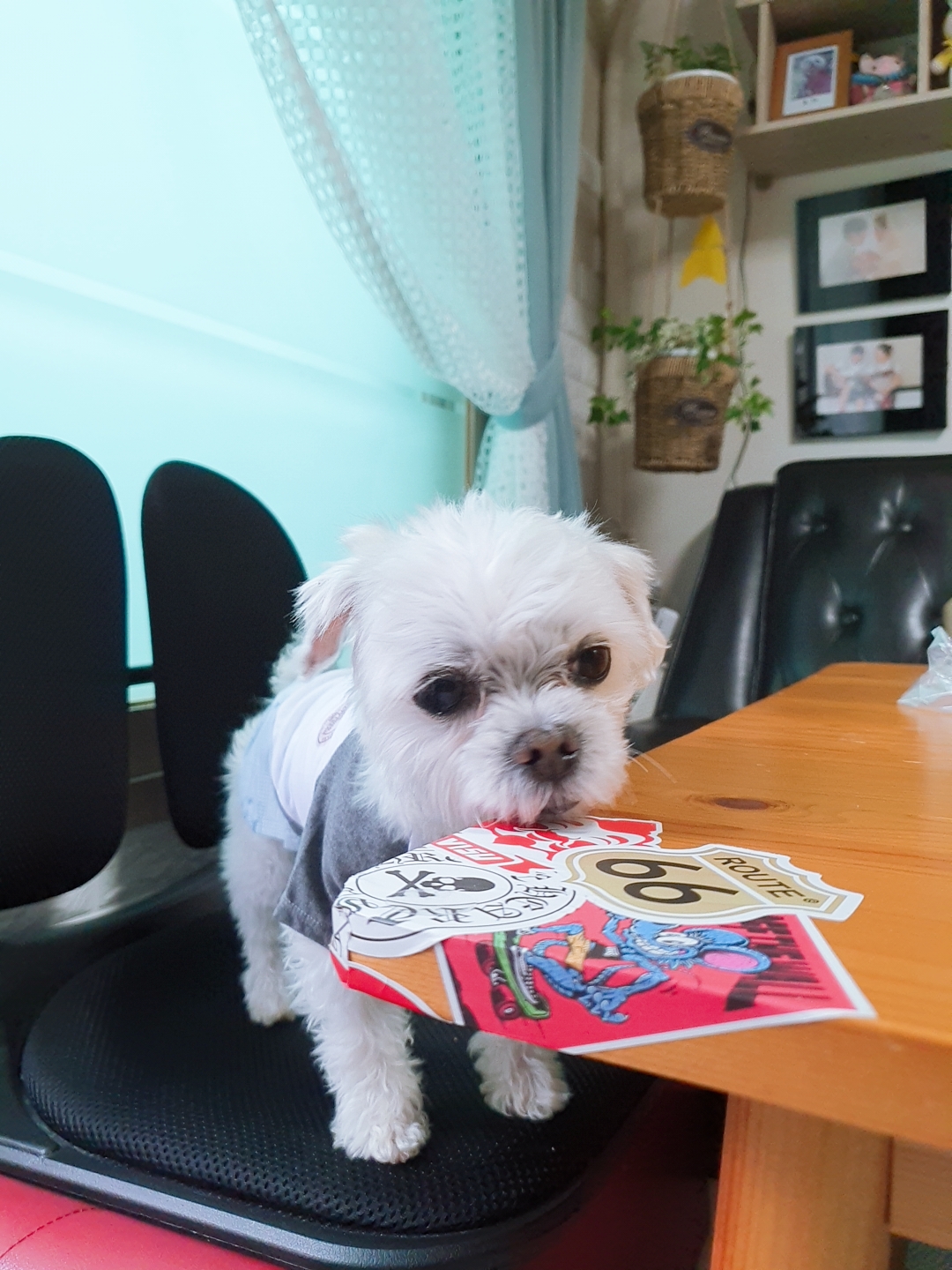 곤지암 길동이♡ 입양 일주일!