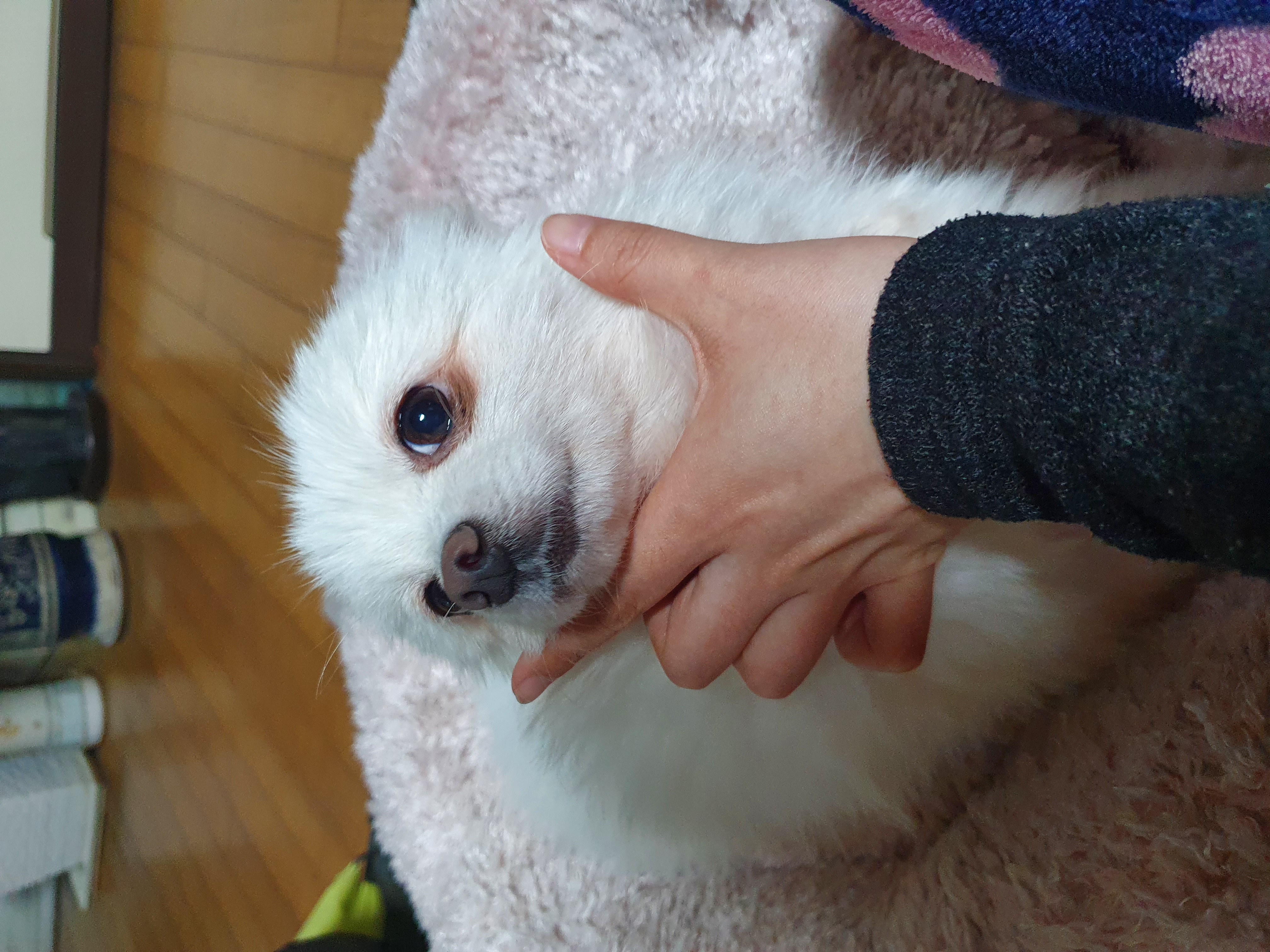 봄이(곤지암 눈송이) 입양 한달째예요~~~